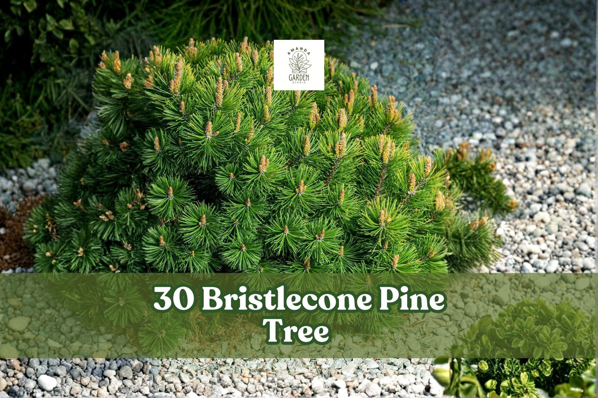 Bristlecone Pine Seeds – Pinus aristata Evergreen Conifer for Bonsai, Rock Garden, Landscape, 30 Seeds