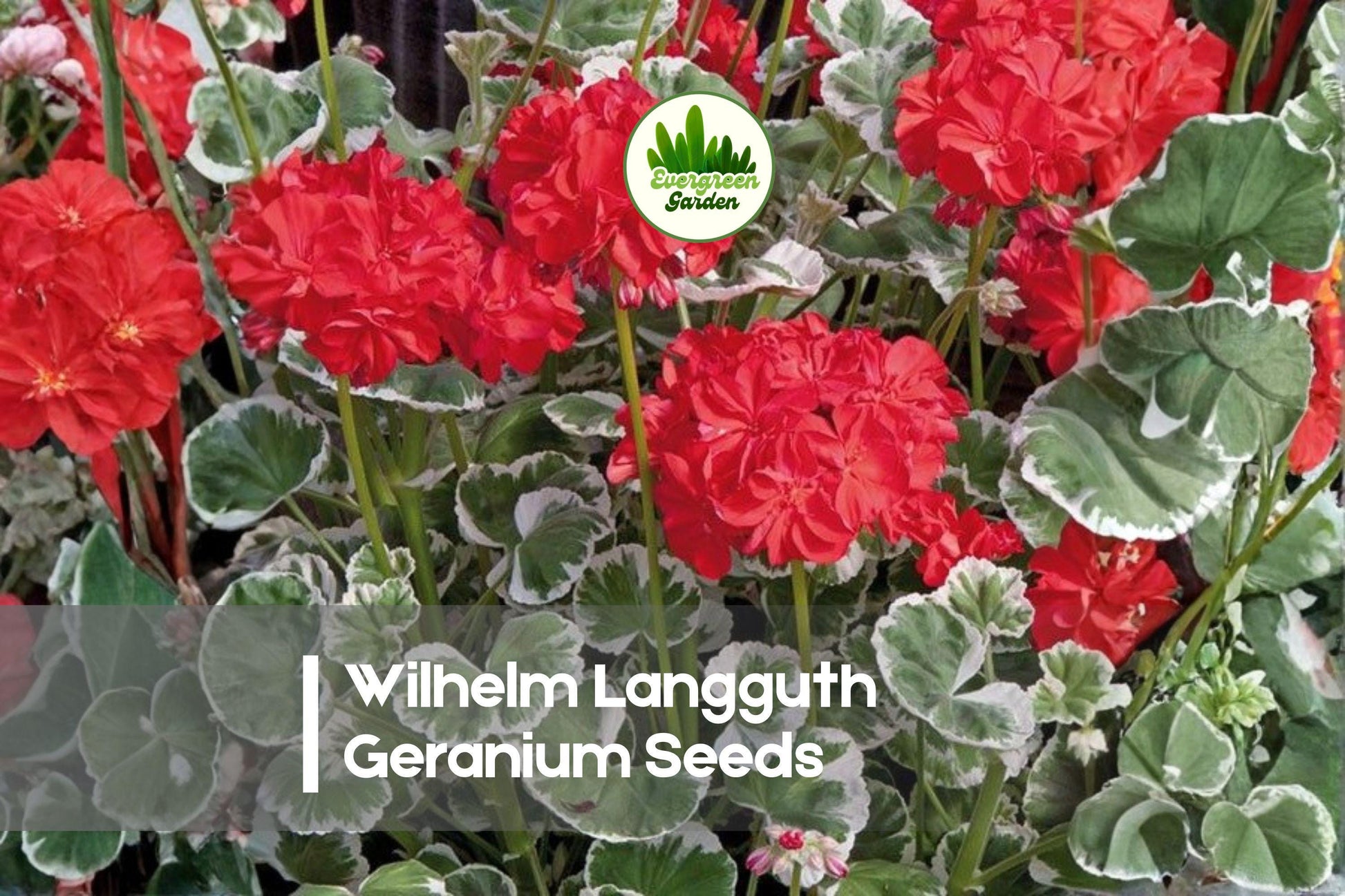 Wilhelm Langguth Geranium Seeds – Bright Red Blooms, Variegated Foliage, Zonal Pelargonium x hortorum, 25+ Pack