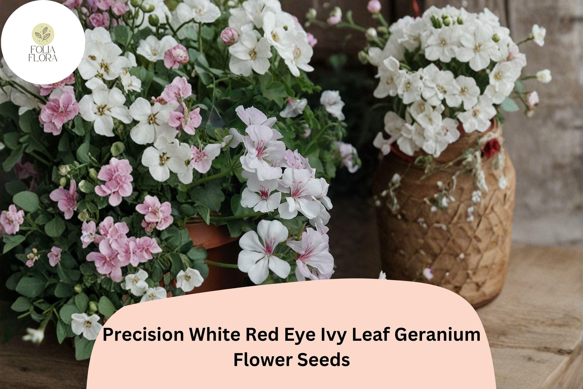 25+ White Red Eye Geranium Seeds | Bicolor Ivy Leaf, Trailing Pelargonium peltatum for Hanging Baskets