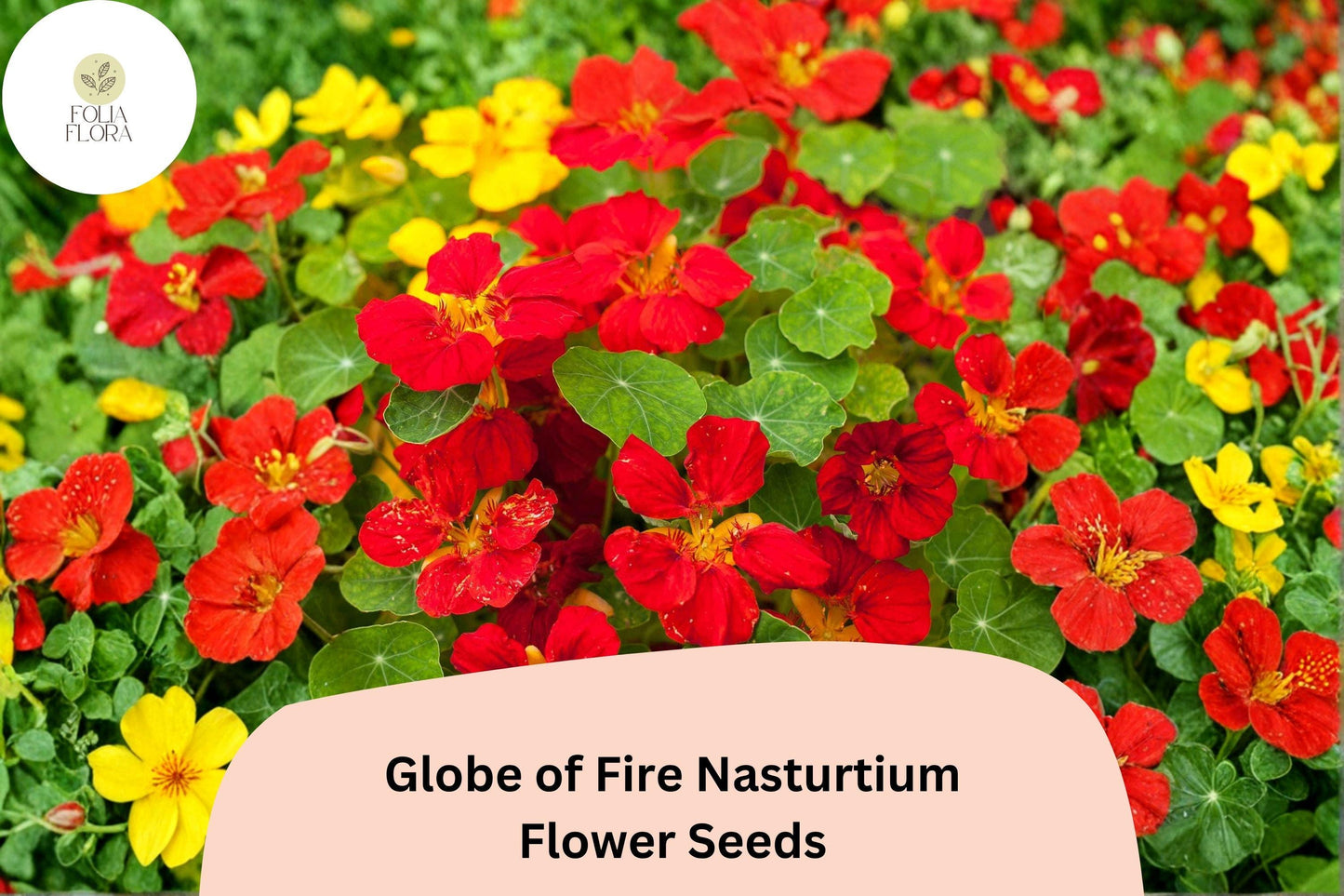 50+ Globe of Fire Nasturtium Seeds | Tropaeolum majus Bright Red-Orange Blooms for Containers & Gardens