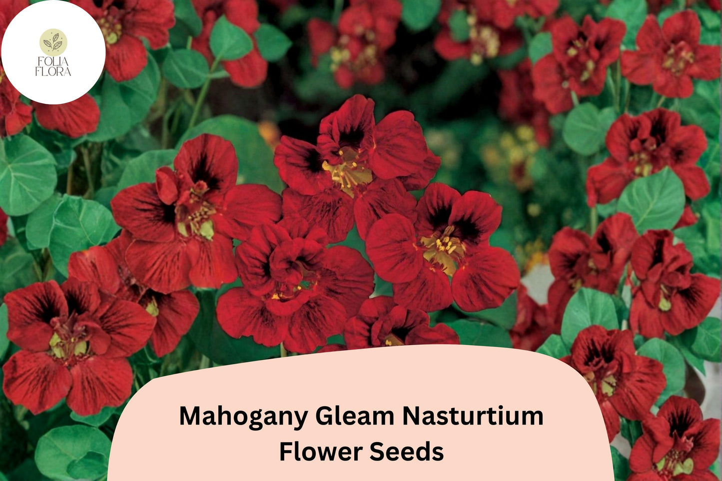 50+ Mahogany Gleam Nasturtium Seeds | Tropaeolum majus | Deep Mahogany-Red Blooms | Trailing Annual for Baskets & Borders