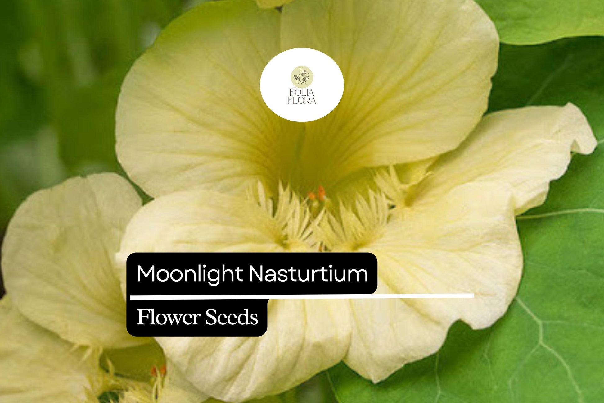 50+ Moonlight Nasturtium Seeds | Tropaeolum majus | Cream-Yellow Blooms | Trailing Annual for Garden, Baskets & Borders