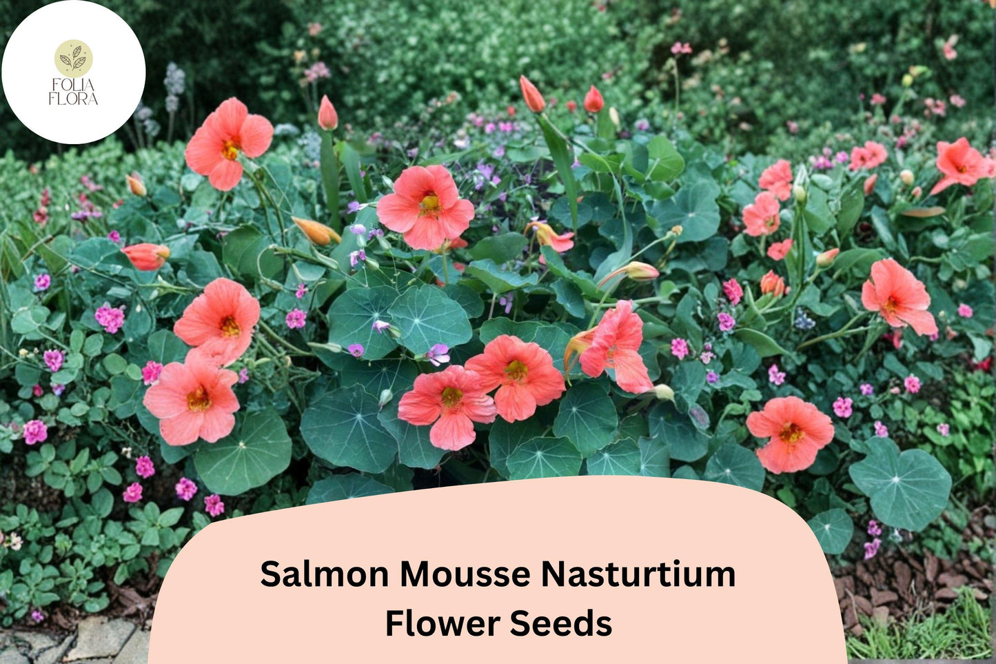 Salmon Mousse Nasturtium Seeds | Tropaeolum majus | Soft Salmon-Peach Blooms | Compact Annual for Containers & Gardens