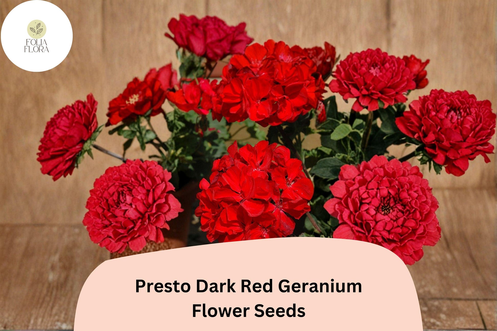 Dark Red Geranium Seeds | Presto Zonal Pelargonium × hortorum ‘Presto Dark Red’ | Compact Bushy Plant, Full Sun, 25+ Seeds