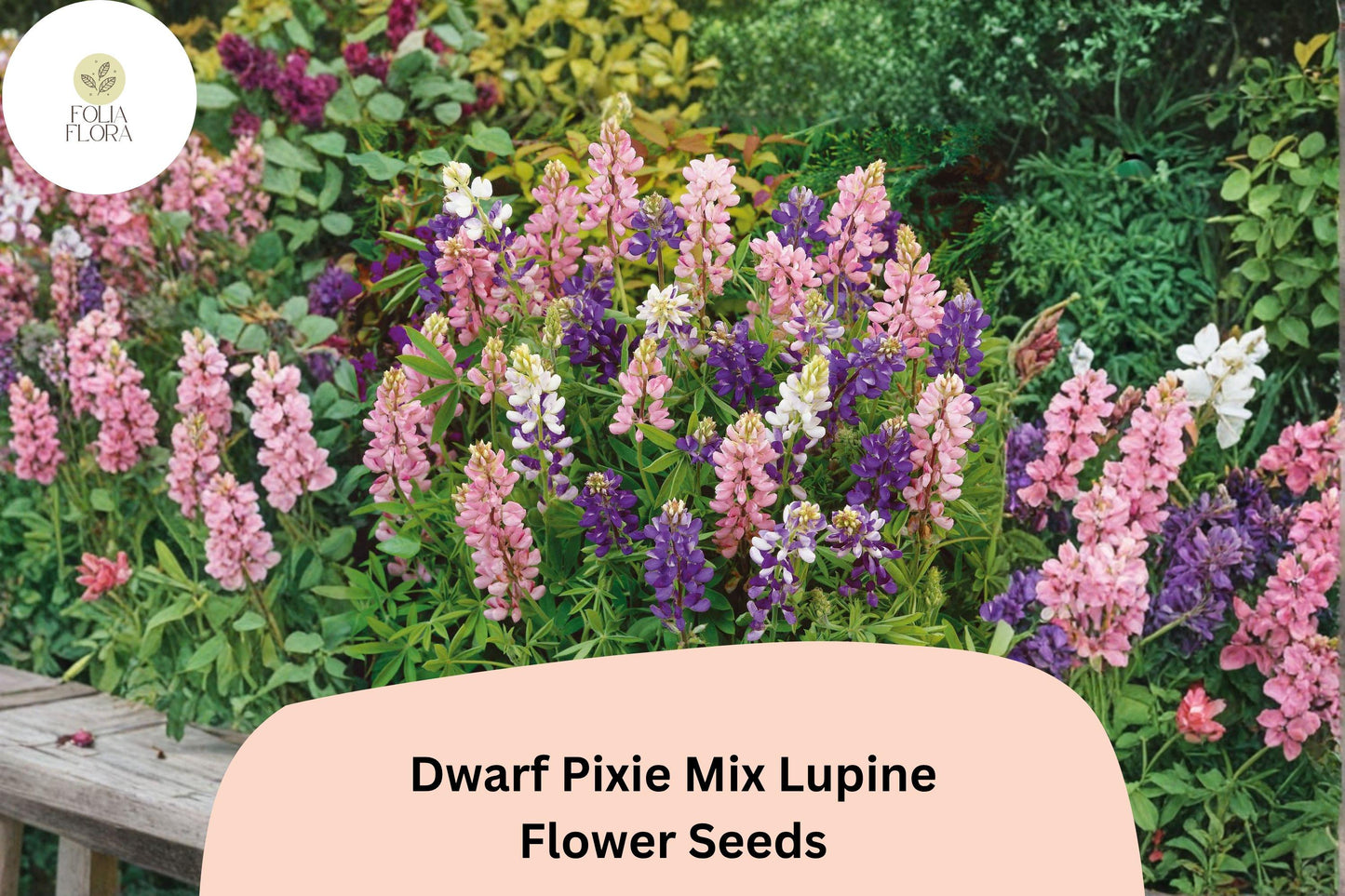 Dwarf Pixie Mix Lupine Seeds | Lupinus nanus | Compact Annual Flowers in Pink, Blue, Purple & White for Borders & Containers