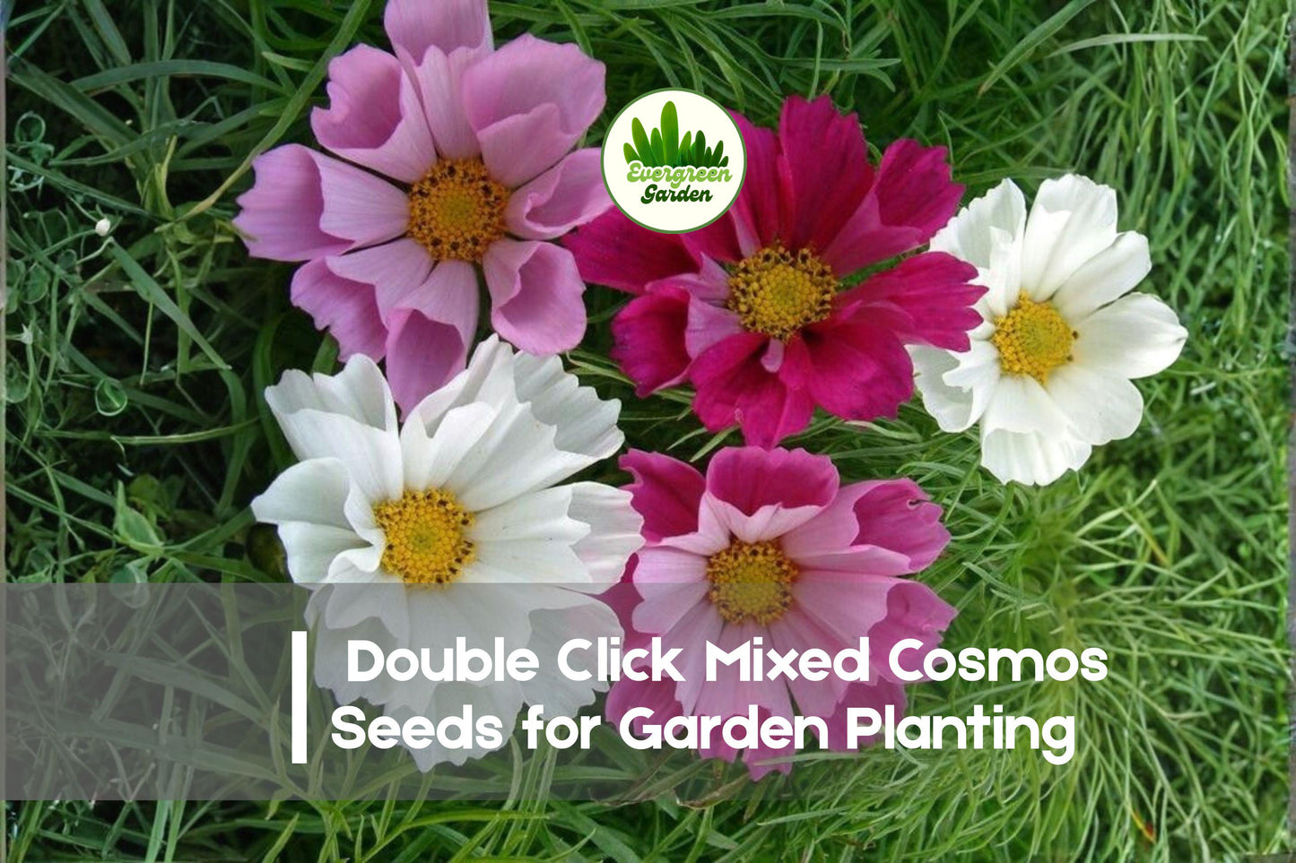 200+ Double Click Cosmos Seeds - Mixed Colors, Ruffled Blooms, Cosmos bipinnatus, Annual Flower for Borders & Cut Flowers