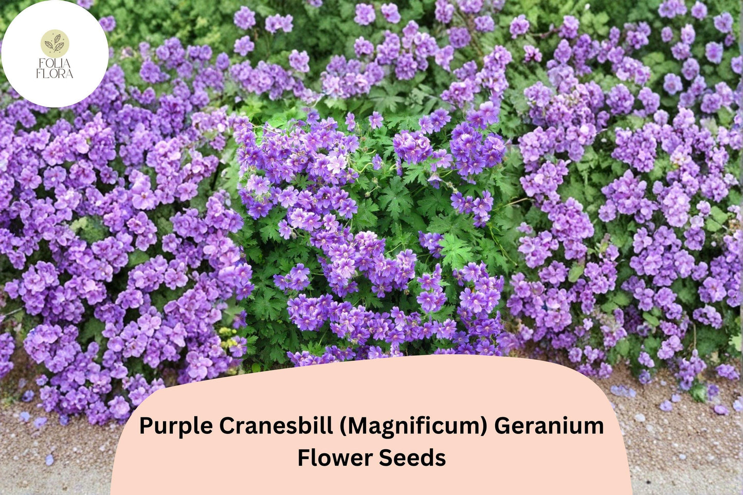 Purple Cranesbill Geranium Seeds, Hardy Perennial, Magnificum, Violet Purple Blooms, Mounded Growth, Pollinator Attracting