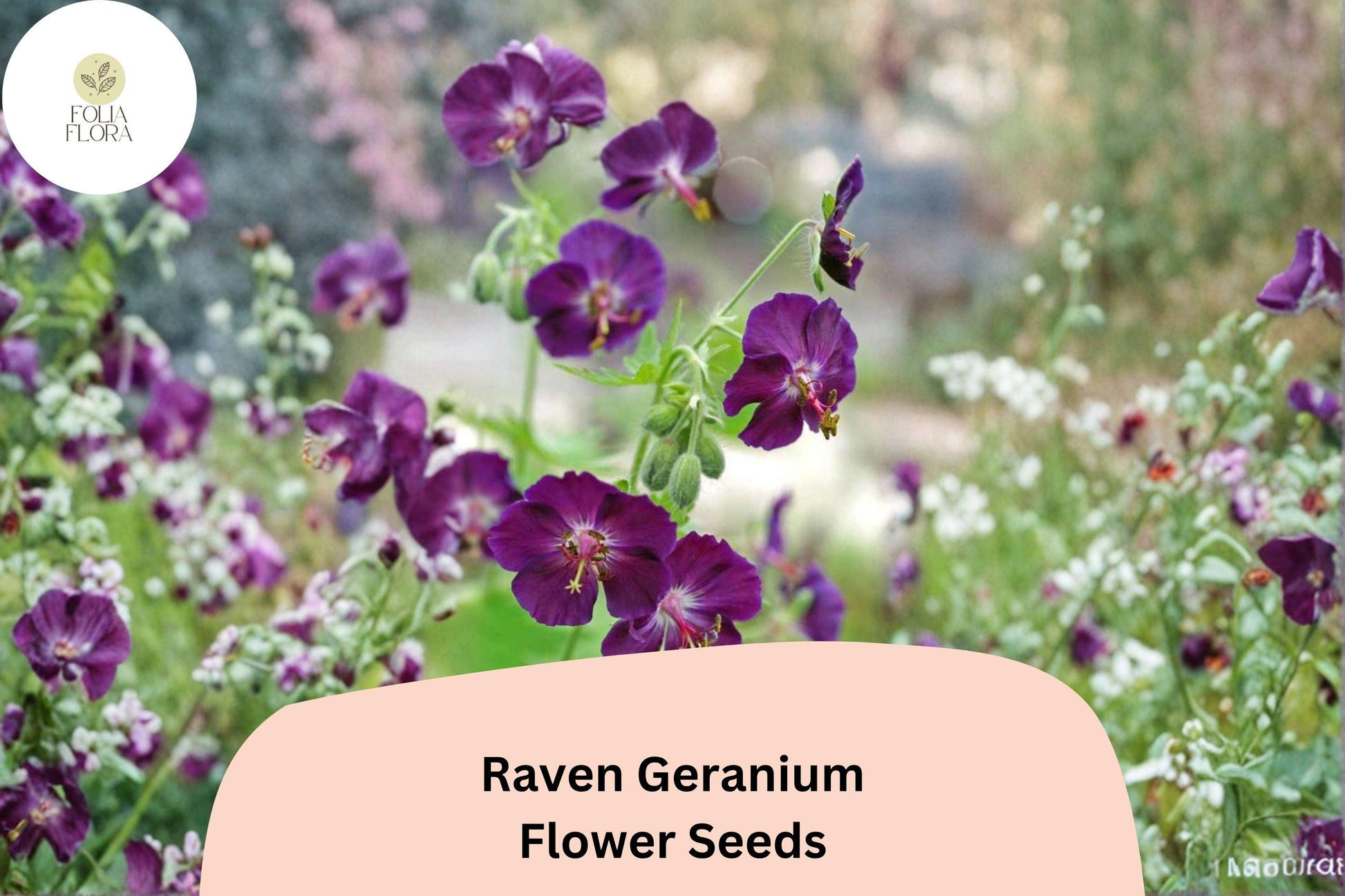 Raven Geranium Seeds | Deep Purple Perennial for Pollinator Gardens | Geranium ‘Raven’ | Attracts Bees & Butterflies