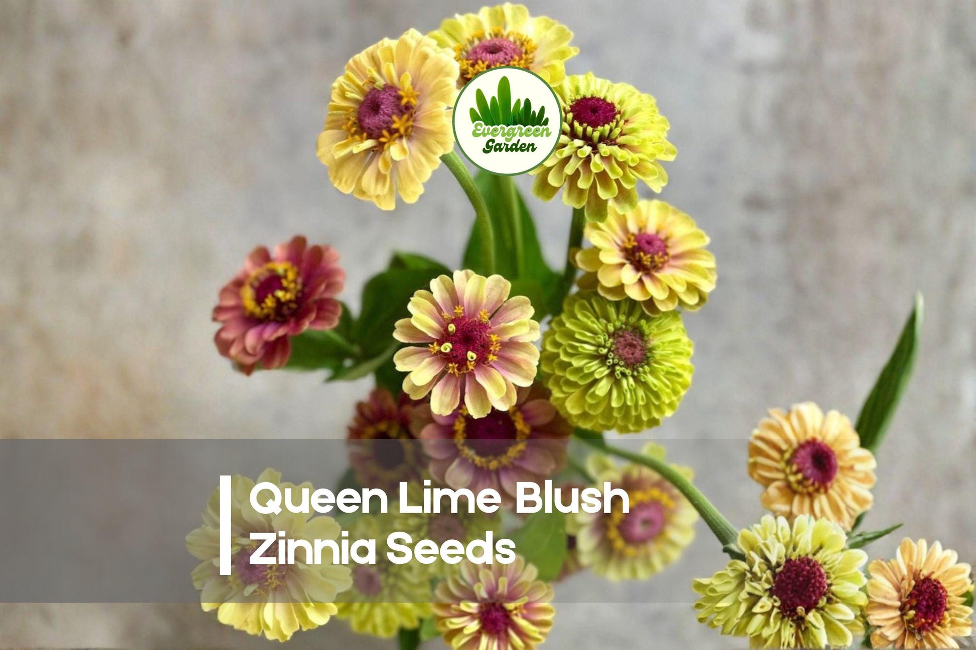 Queen Lime Blush Zinnia Seeds – 100+ Lime Green & Rose-Pink Double Blooms, Cut Flower, Annual, Zinnia elegans