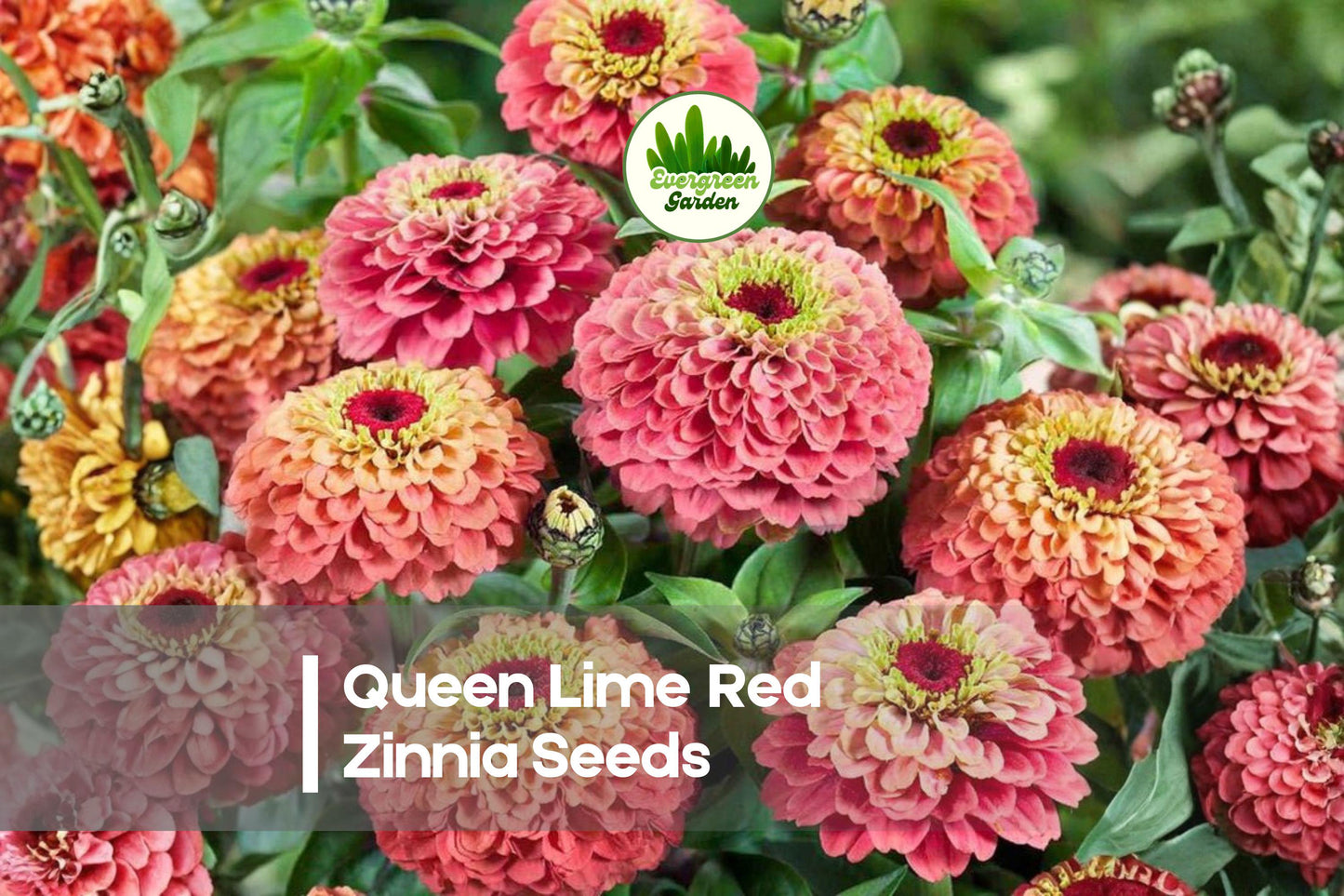 100+ Queen Lime Red Zinnia Seeds – Vibrant Double Blooms, Lime Green & Rose-Red, Zinnia elegans for Cutting Gardens & Borders