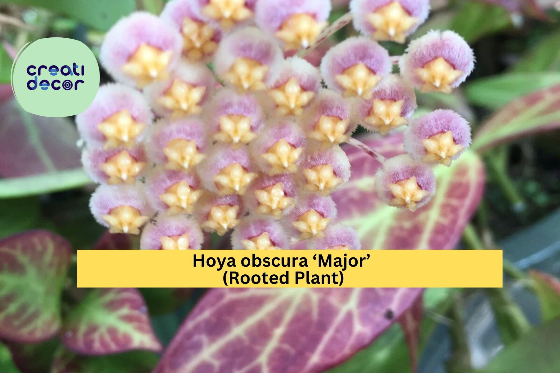 Hoya obscura ‘Major’ Rooted Plant – Tropical Wax Vine with Red-Toned Leaves in 2.5" Nursery Pot