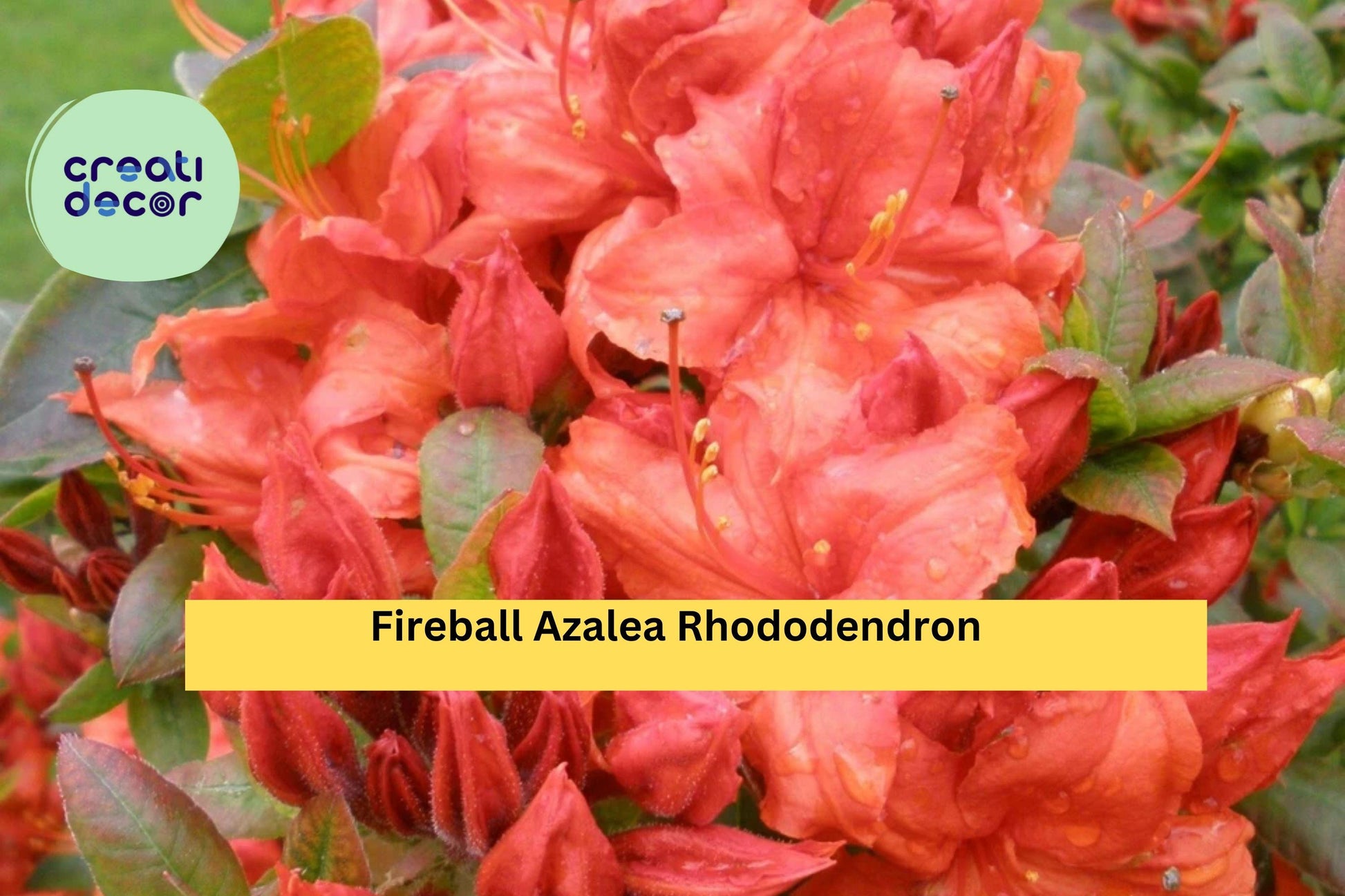 Fireball Azalea Rhododendron – Well-Rooted Starter Plant with Vibrant Red-Orange Blooms, Hardy Deciduous Shrub for Garden Borders