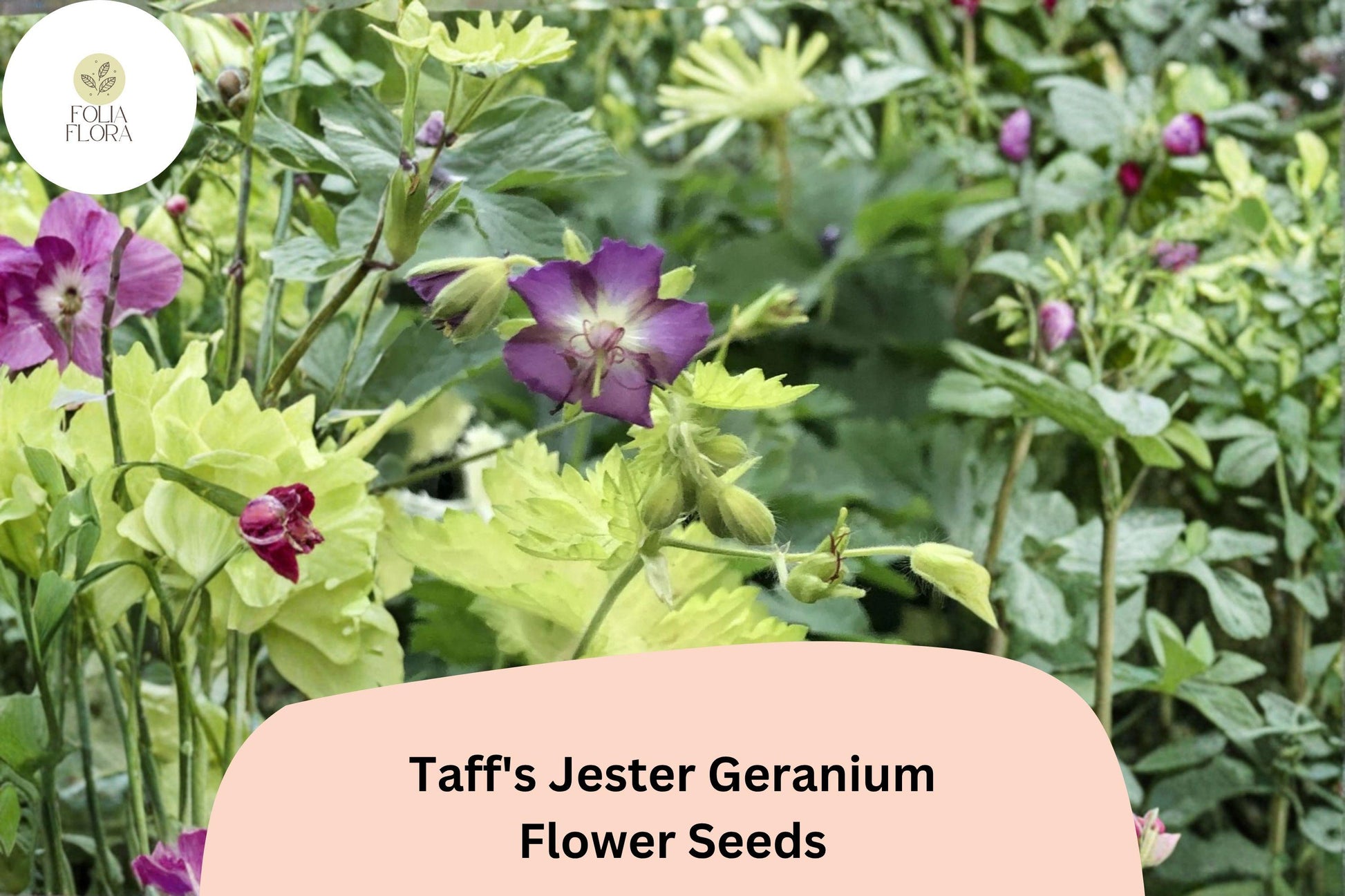 Taff’s Jester Geranium Seeds | Hardy Perennial Cranesbill | Vibrant Purple Blooms | Geranium ‘Taff’s Jester’