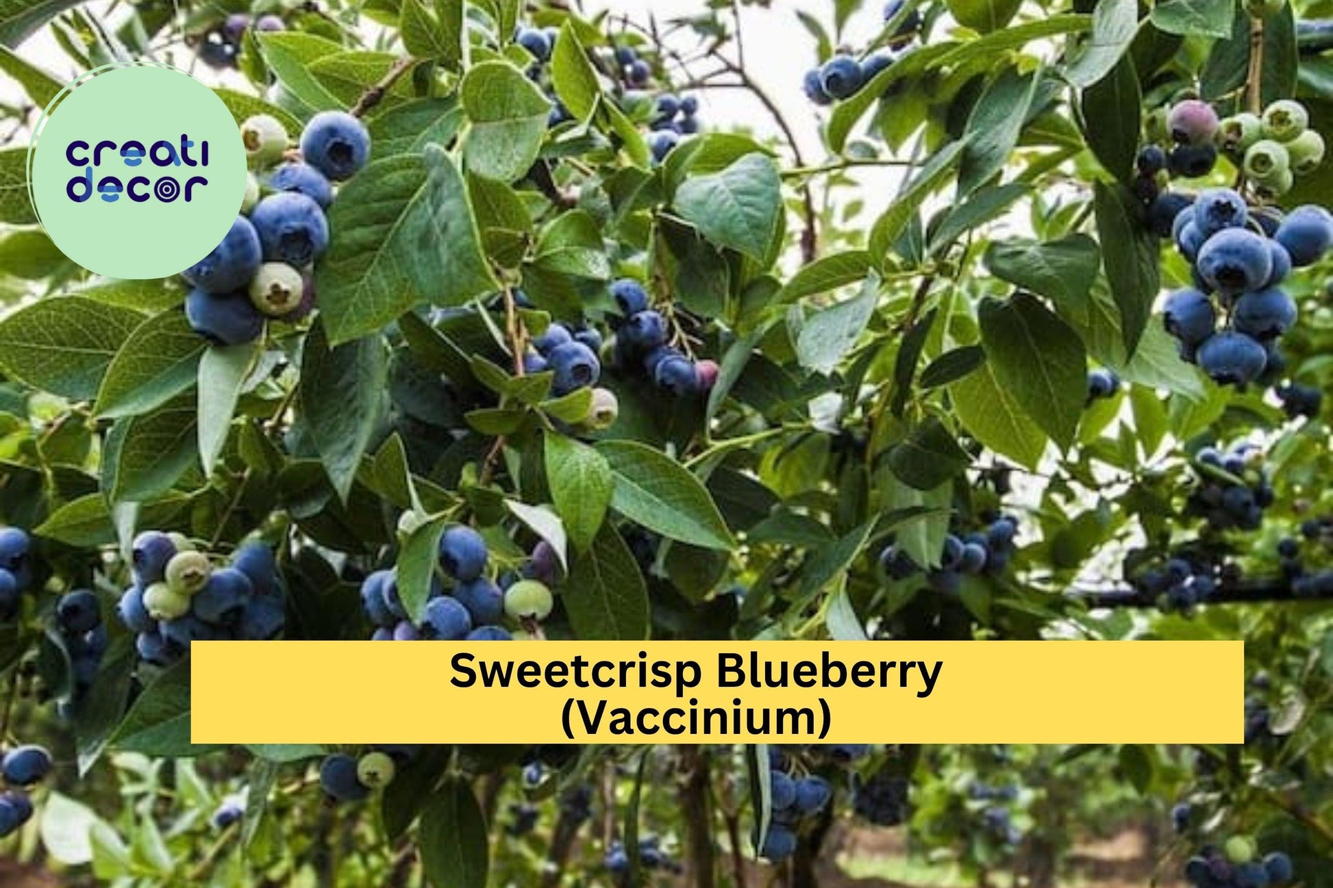 Sweetcrisp Blueberry Plant – Live Vaccinium Hybrid, 1-Quart Bare Root, High-Yield Fruit Bush for Zones 6–9