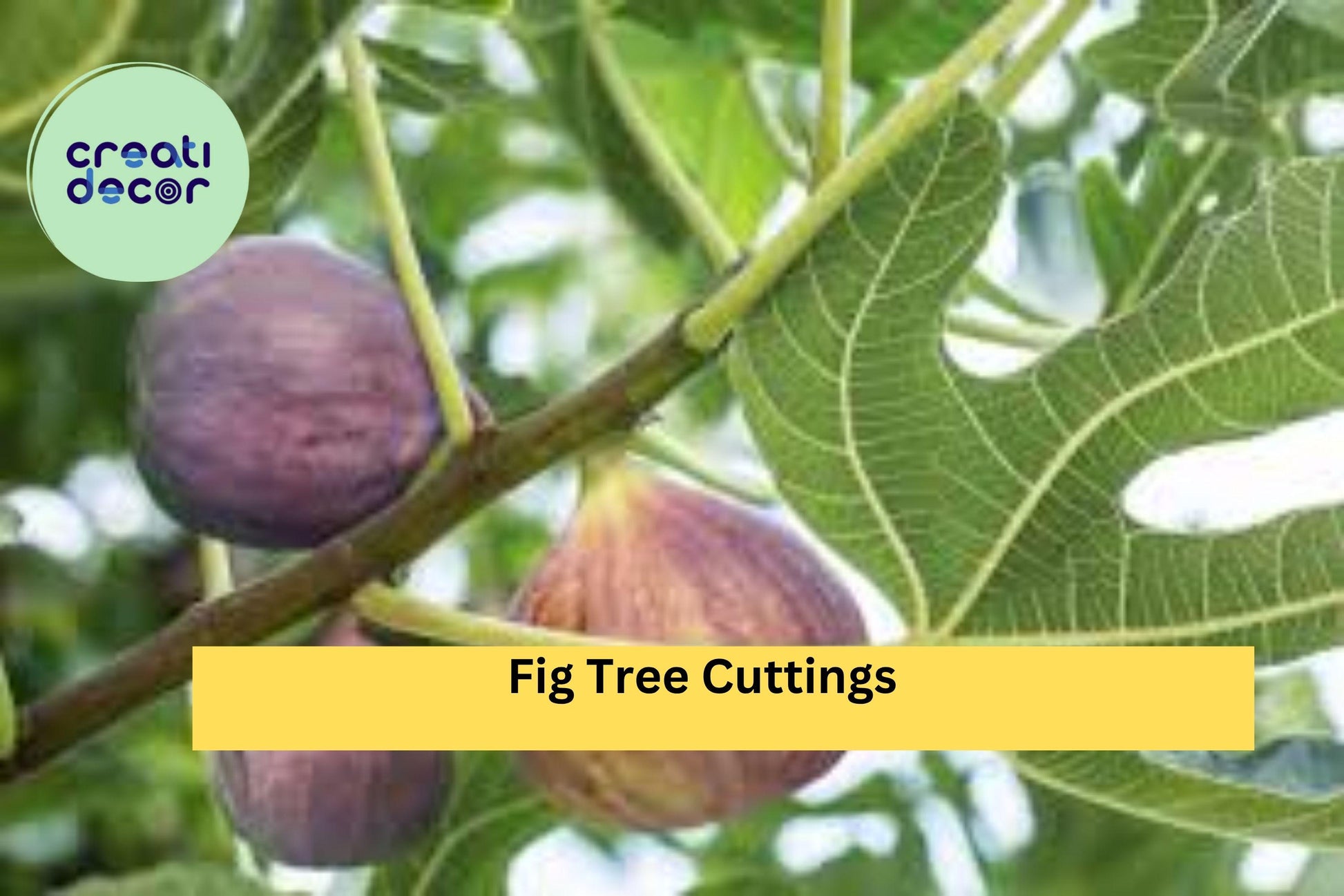 Fig Tree Cuttings – 10 Unrooted Ficus carica Stem Propagation for Growing Fruit Trees