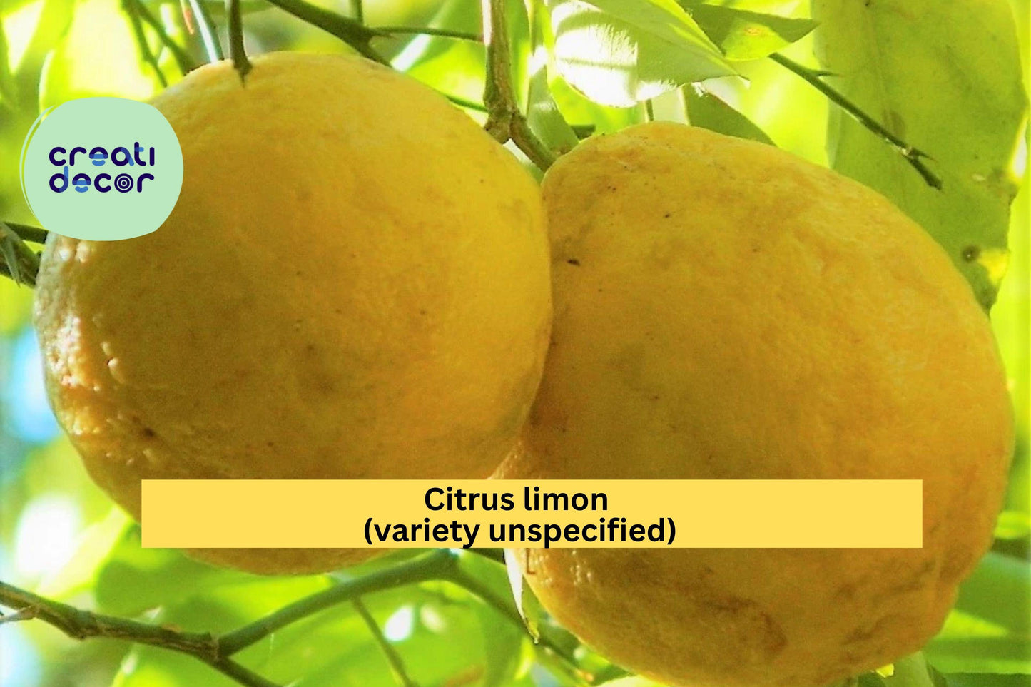 Rare Hardy Lemon Tree – Live 6-Inch Citrus Plant with Large Baseball-Size Fruit, Cold-Tolerant Citrus Lemon, Citrus limon