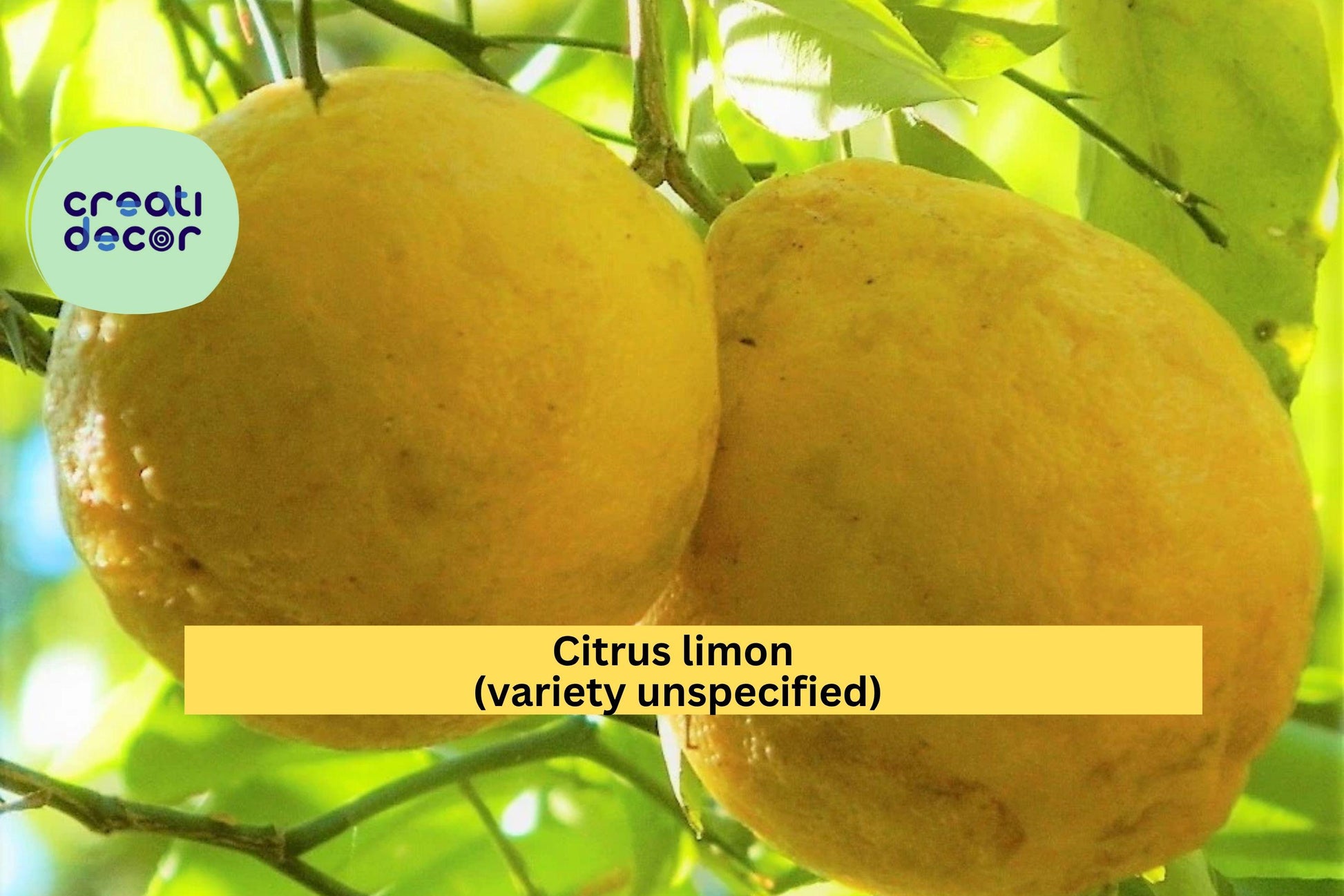 Rare Hardy Lemon Tree – Live 6-Inch Citrus Plant with Large Baseball-Size Fruit, Cold-Tolerant Citrus Lemon, Citrus limon