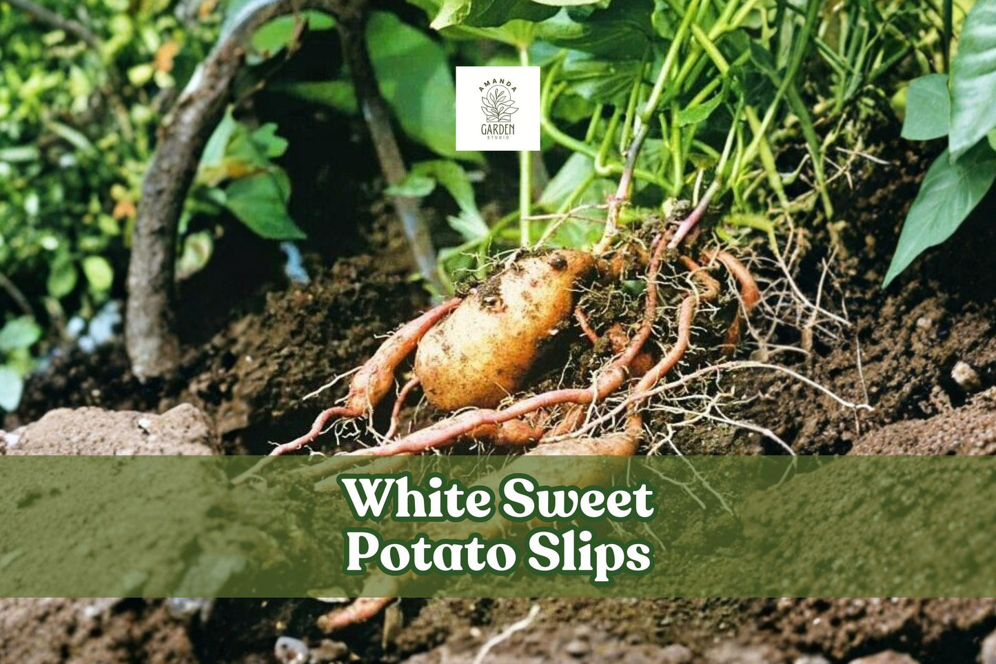 White Sweet Potato Slips – Ipomoea batatas Live Starter Plants, Non-GMO Heirloom, Edible Root Crop, 3 Pack