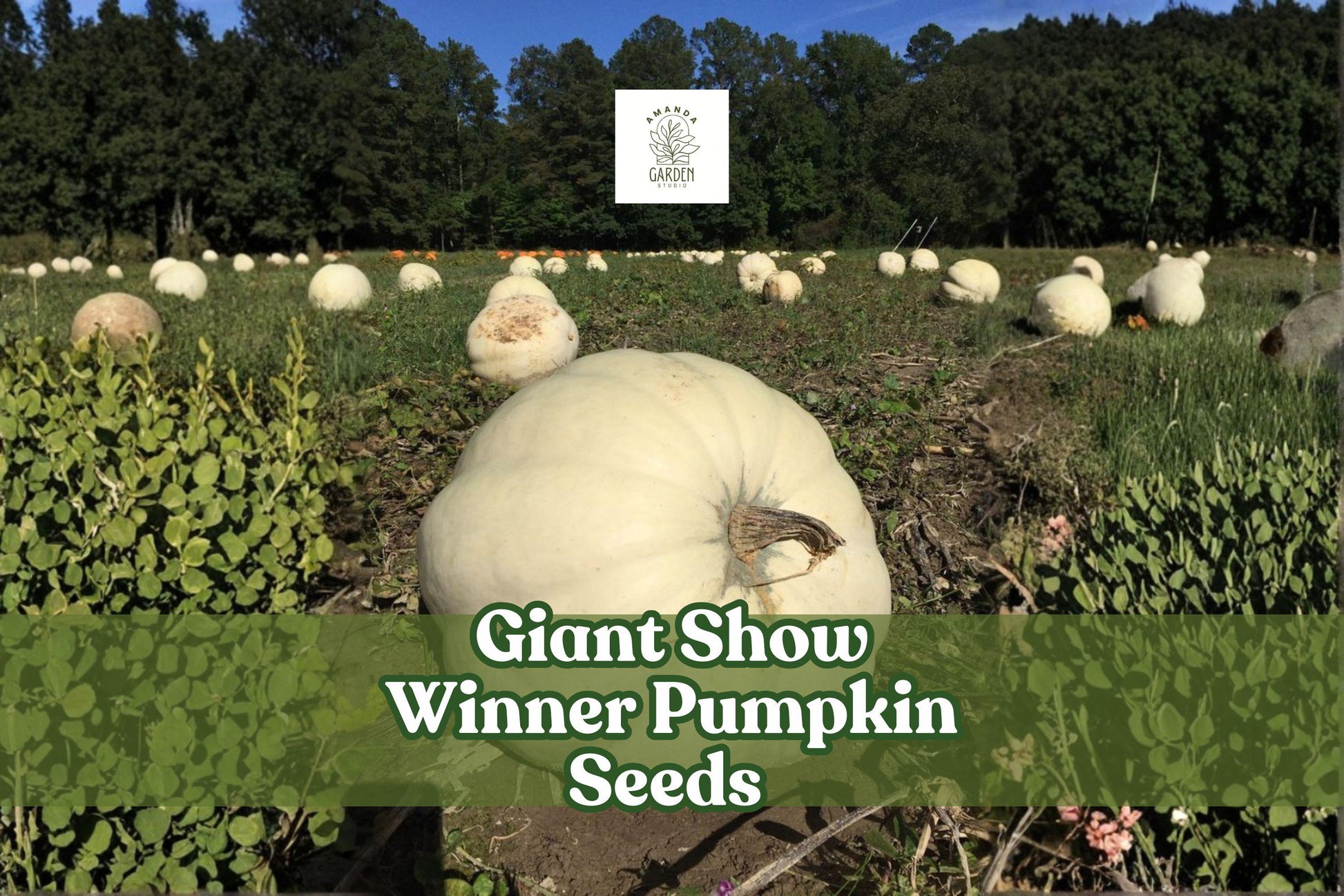 Giant Pumpkin Seeds | Heirloom Cucurbita maxima | Large Orange Fruit | 5 Non-GMO Seeds for Giant Pumpkin Growing