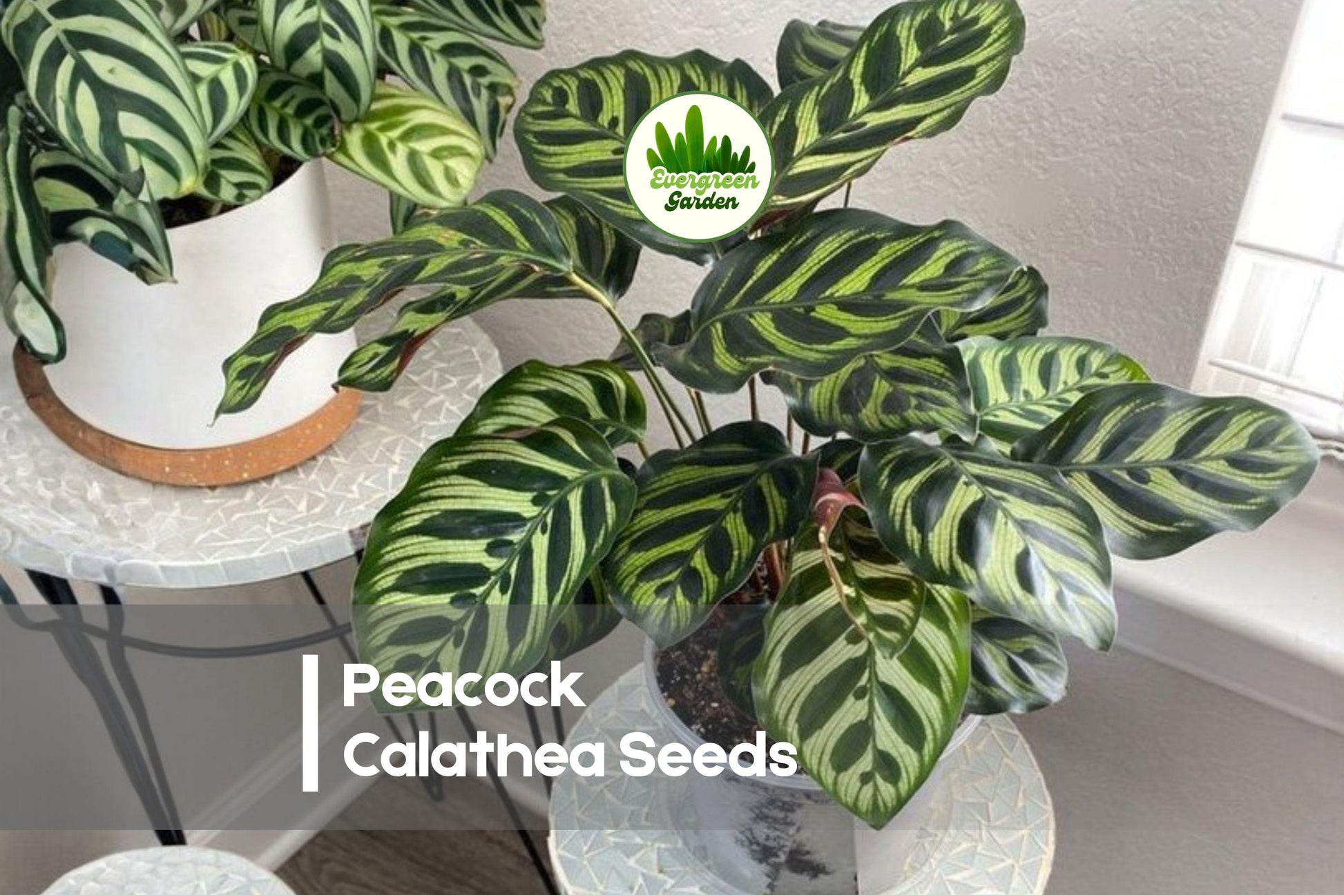 25+ Peacock Calathea Seeds – Tropical Foliage Plant with Feathered Green & Purple Leaves – Calathea makoyana for Indoor & Shade Gardens