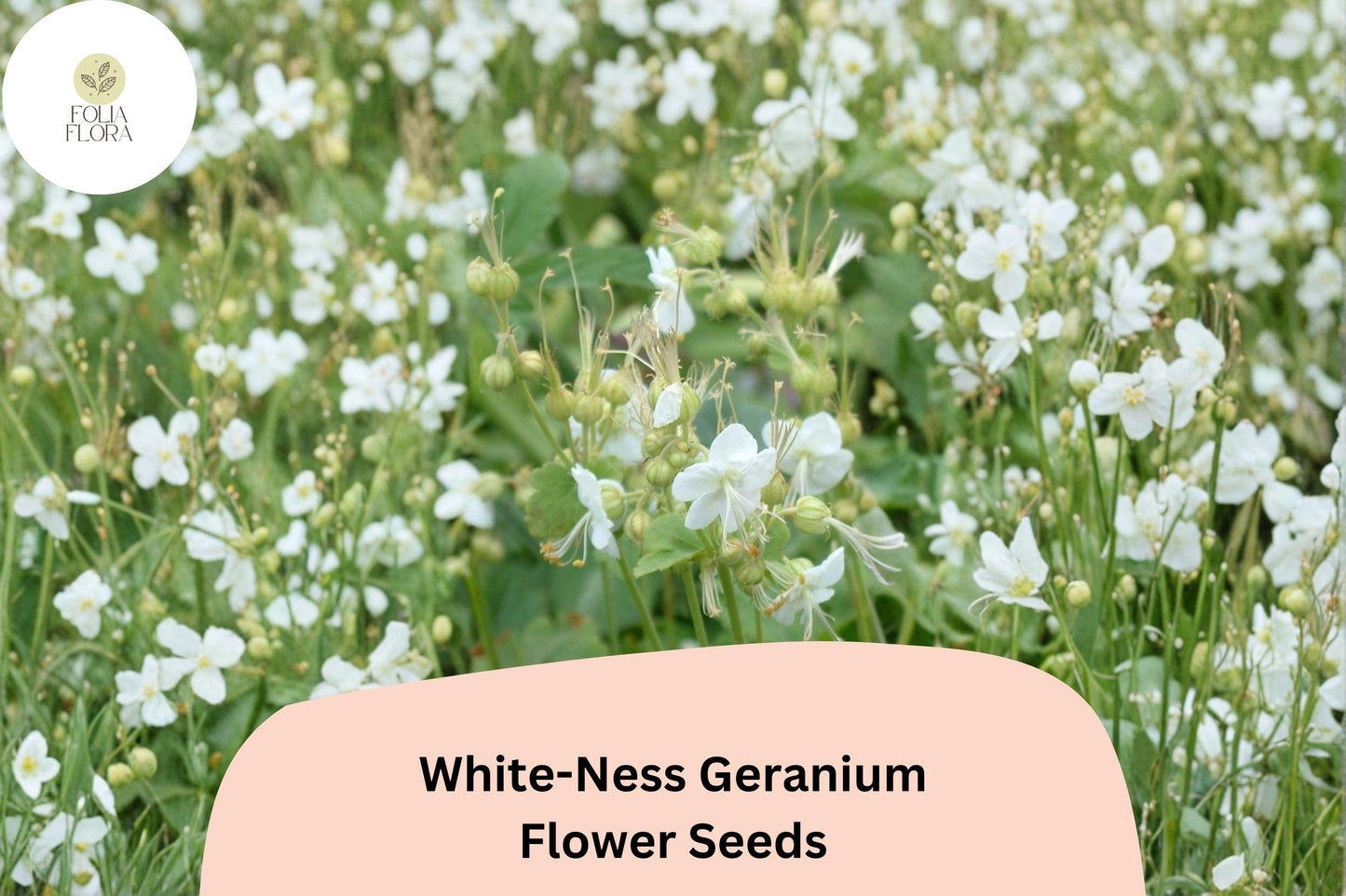 White-Ness Geranium Seeds, Hardy Perennial Cranesbill, White Blooms, Compact Mounding, Pollinator-Friendly, Full Sun to Partial Shade