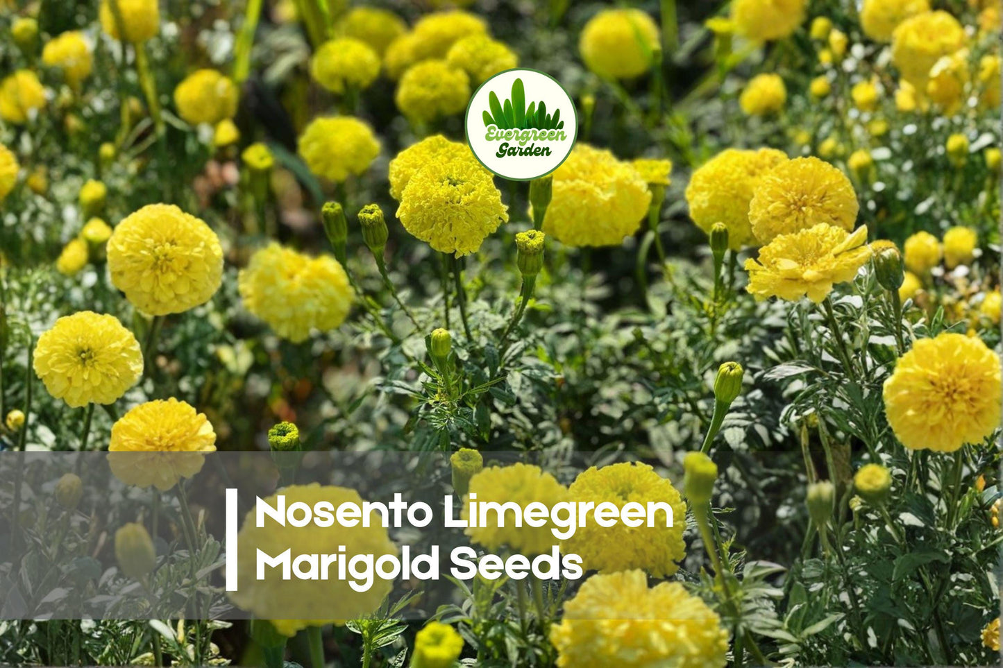 25+ Nosento Limegreen Marigold Seeds | Tagetes spp. | Lime Green & Pale Yellow Blooms | Annual Flower for Garden Beds & Containers