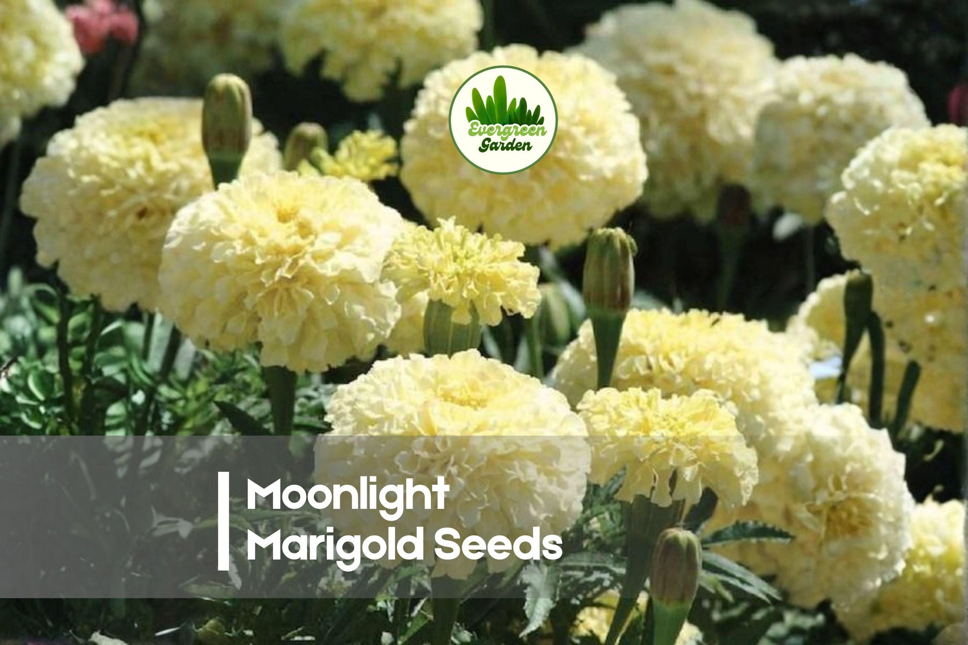 25+ Moonlight Marigold Seeds - Creamy Yellow, Pastel Blooms, Tagetes spp., Annual Flower for Borders, Containers & Gardens