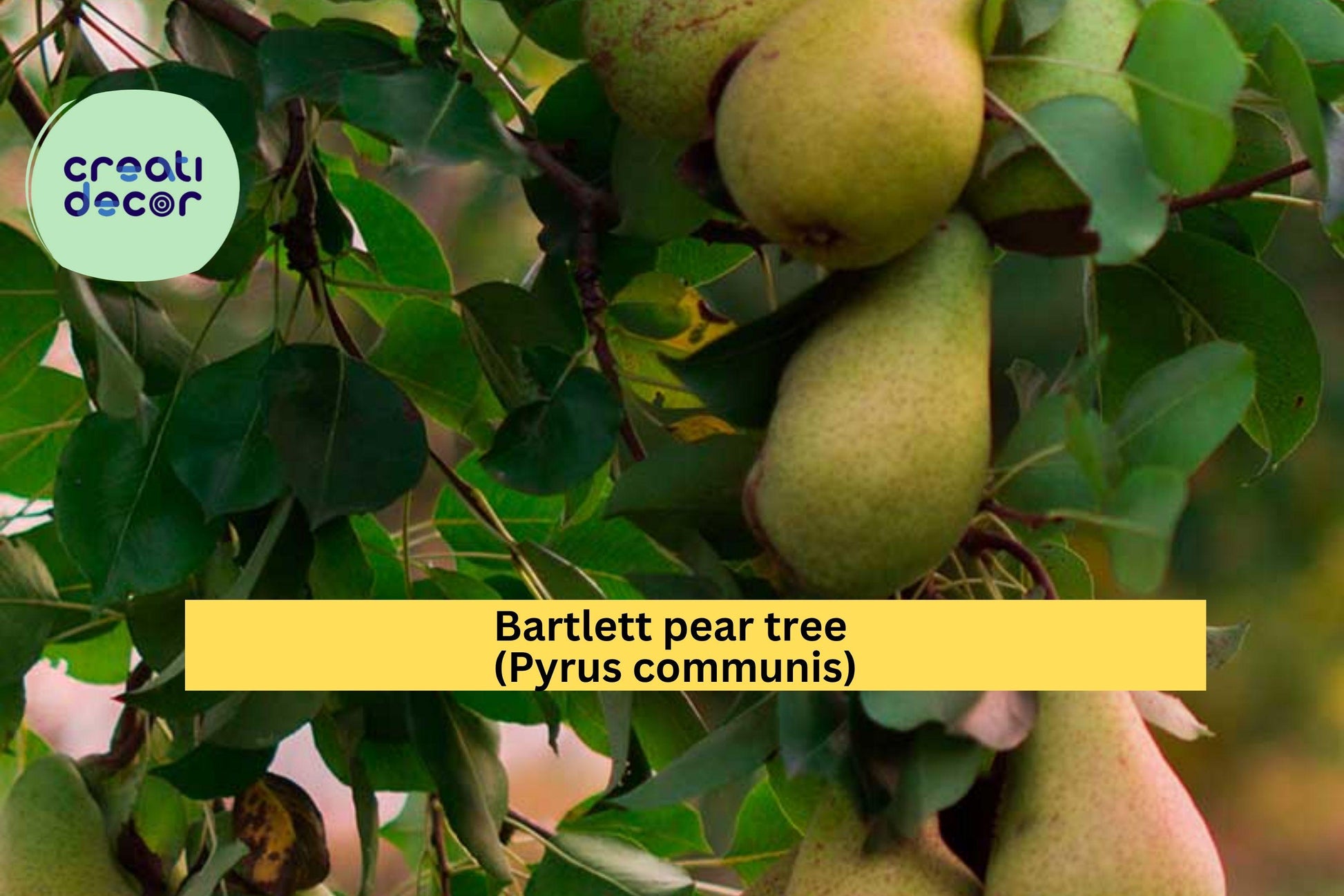 Bartlett Pear Tree Cuttings – 10 Hardwood Scions for Grafting, Propagation, Pyrus communis, Fruit Tree Rootstock
