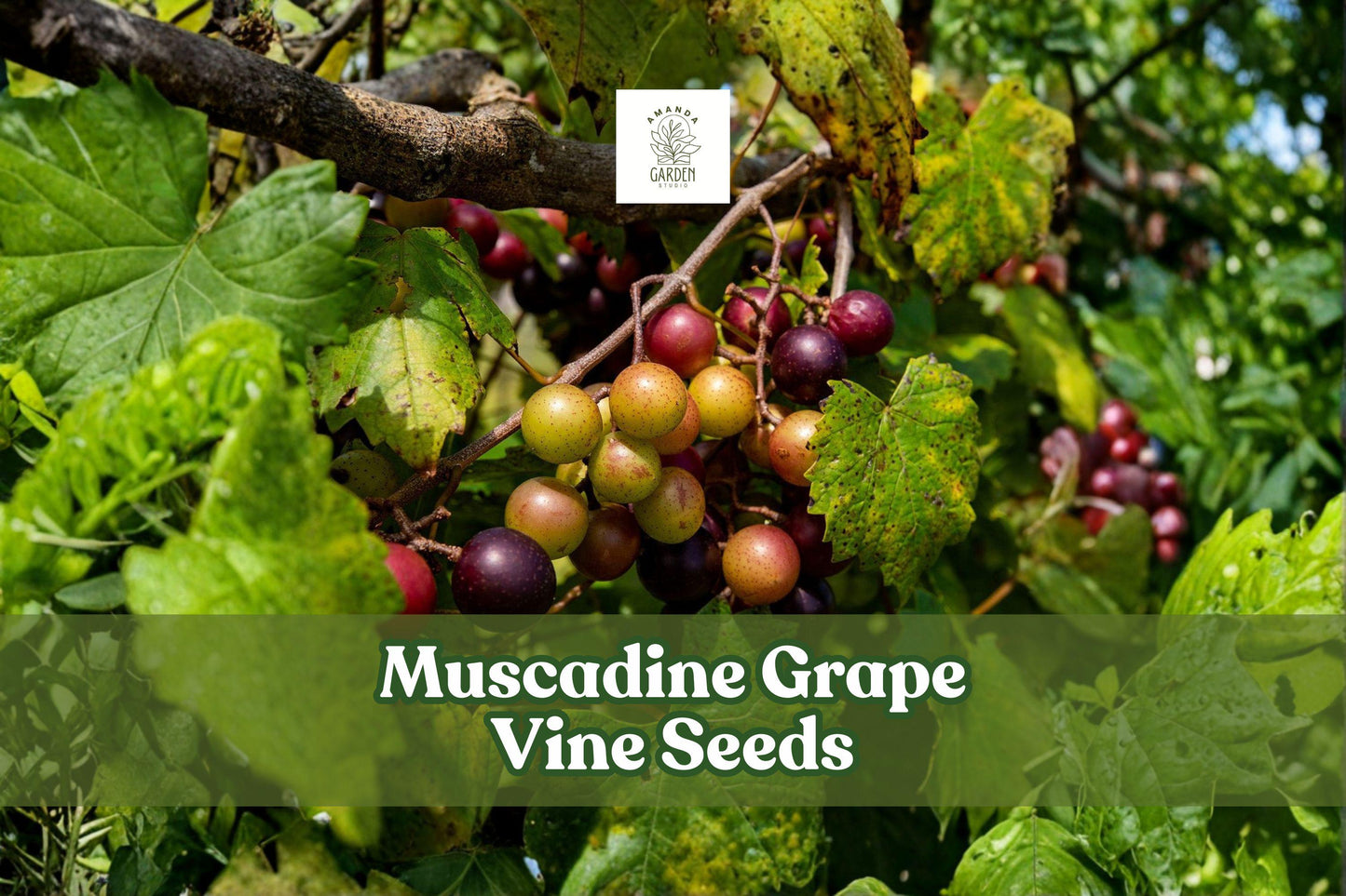 Muscadine Grape Vine Seeds (Vitis rotundifolia) – Edible Fruit, Climbing Plant, Home Vineyard, 5 Seeds