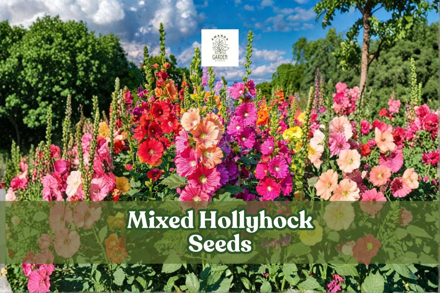 Mixed Hollyhock Seeds (Alcea rosea) | 100+ Non-GMO, Tall Cottage Garden Flowers, Long-Blooming, Pollinator-Friendly