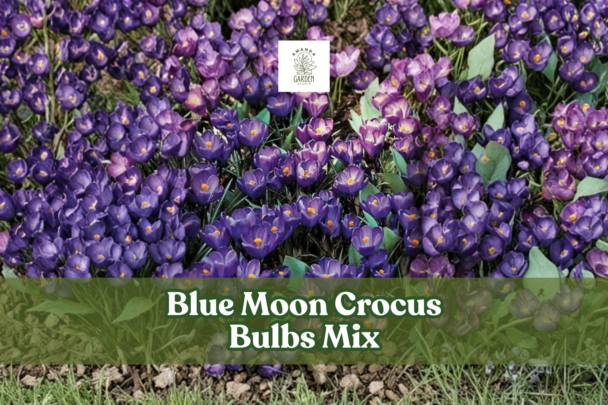 Blue Moon Crocus Bulbs Mix – 40 Large Perennial Bulbs with Vibrant Purple & Blue Flowers – Crocus spp. for Early Spring Gardens