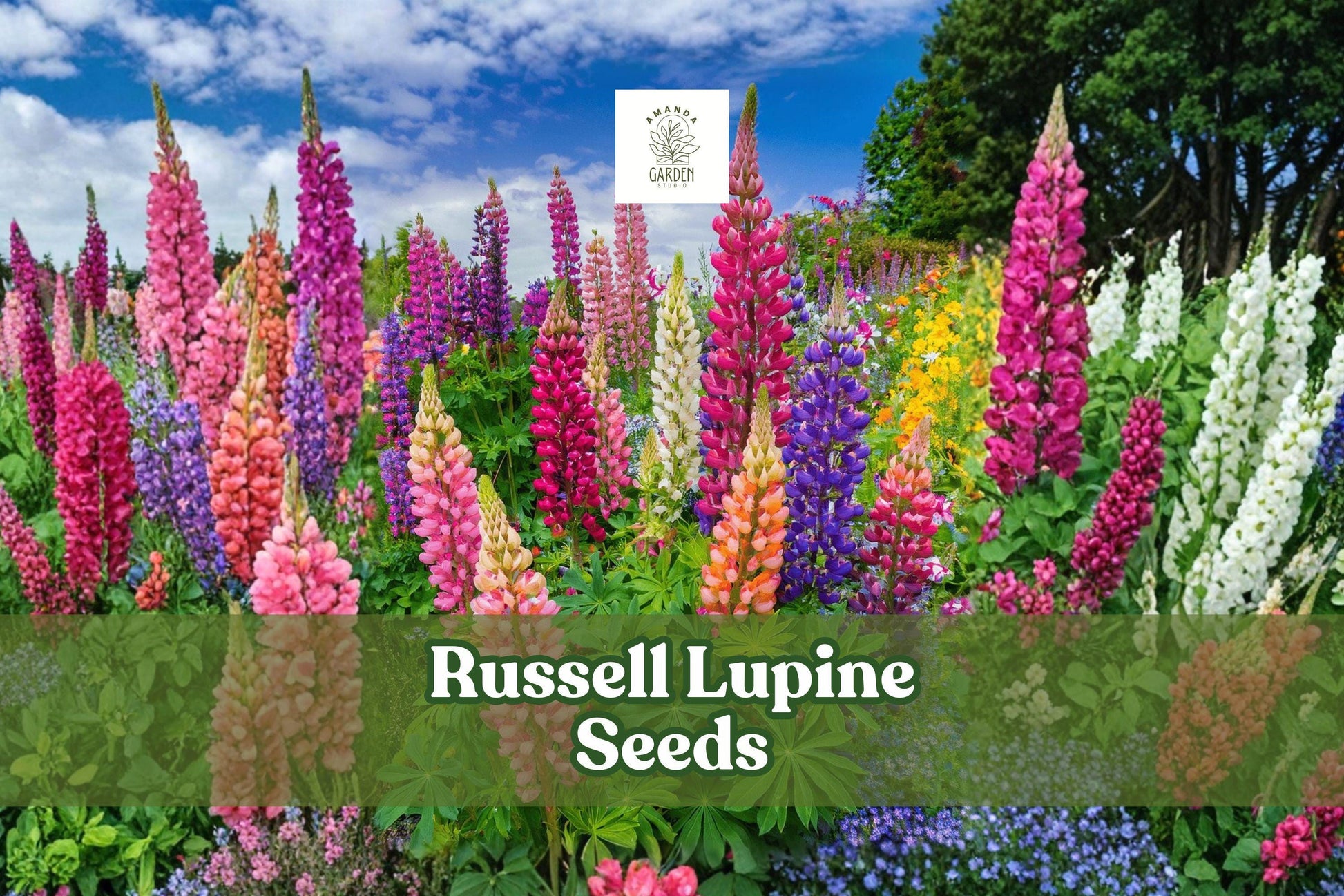 200+ Russell Lupine Seeds | Lupinus polyphyllus Perennial Wildflower Mix | Vibrant Colorful Flowering Seeds for Borders & Meadows
