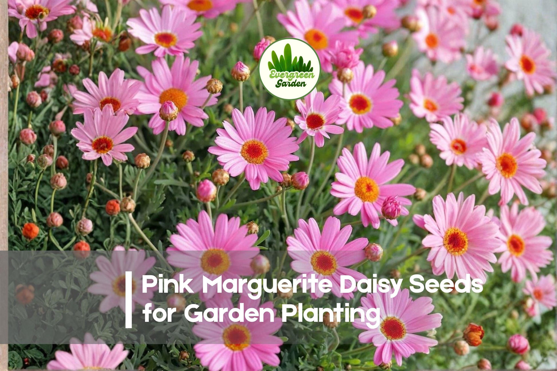 200+ Pink Marguerite Daisy Seeds - Argyranthemum frutescens Pink Flower Seeds for Borders, Containers, Cottage Gardens