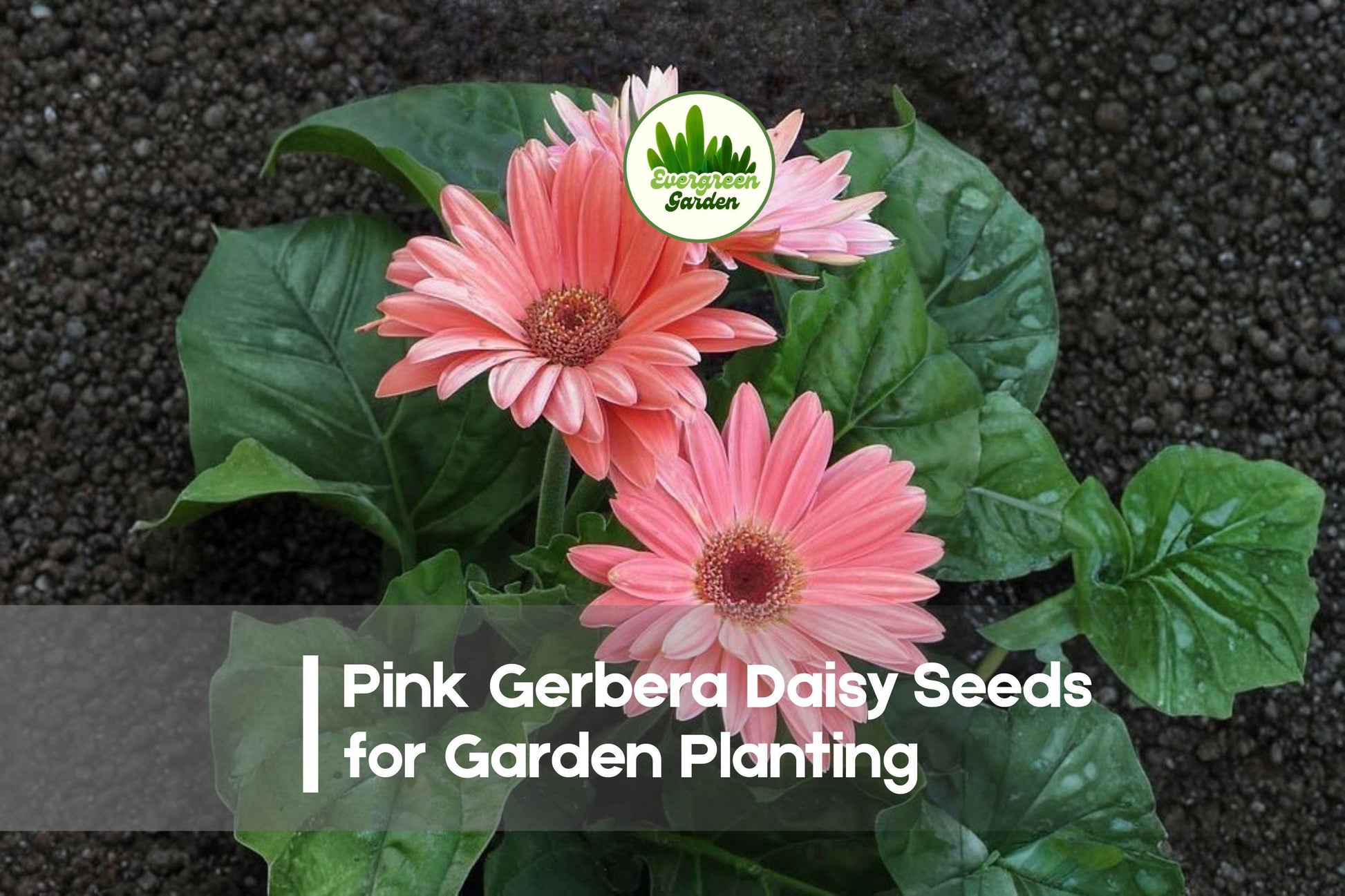 Pink Gerbera Daisy Seeds, 200+ Premium Gerbera jamesonii, Bright Pink Blooms, Butterfly Attractant, Easy to Grow, Garden & Container