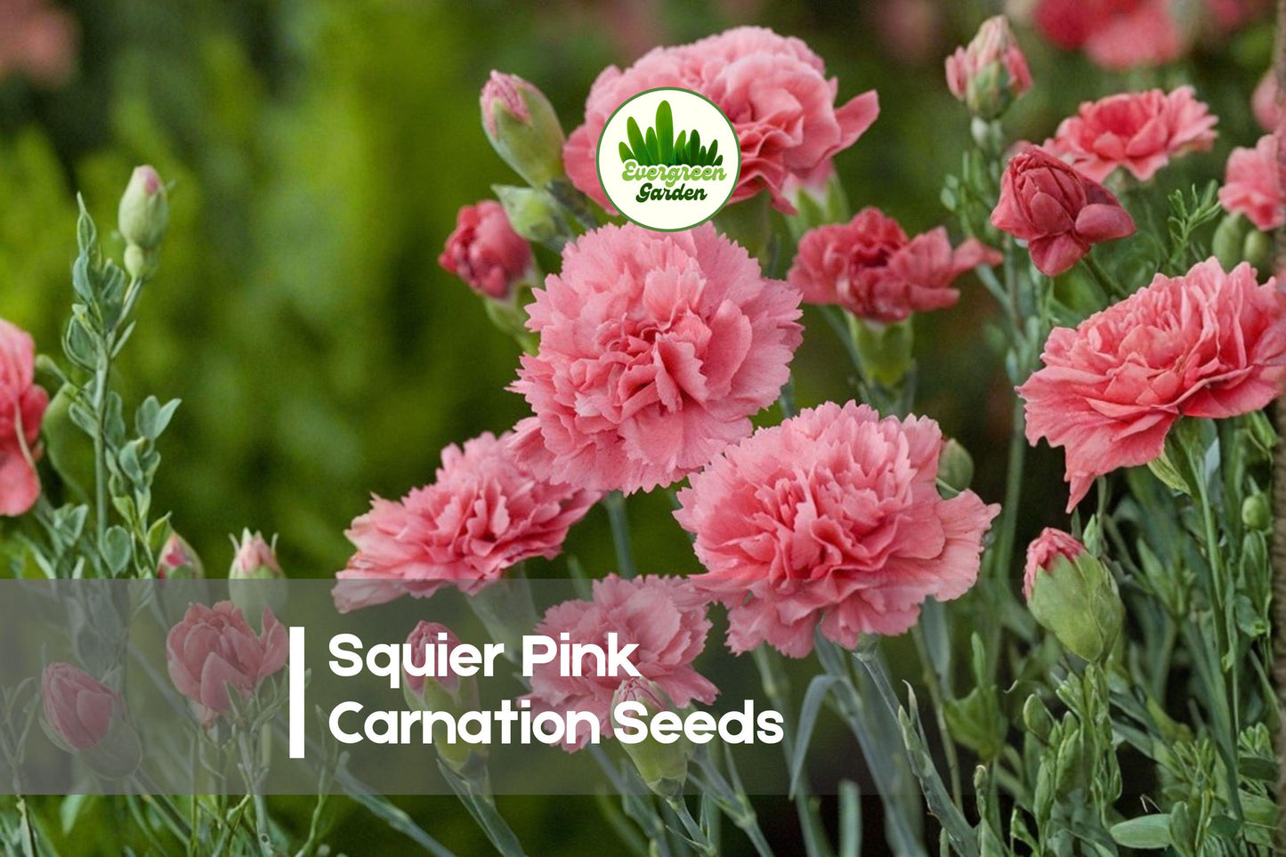 200 Squier Pink Carnation Seeds - Soft Pink Dianthus Caryophyllus Flower Seeds for Garden, Pots & Borders