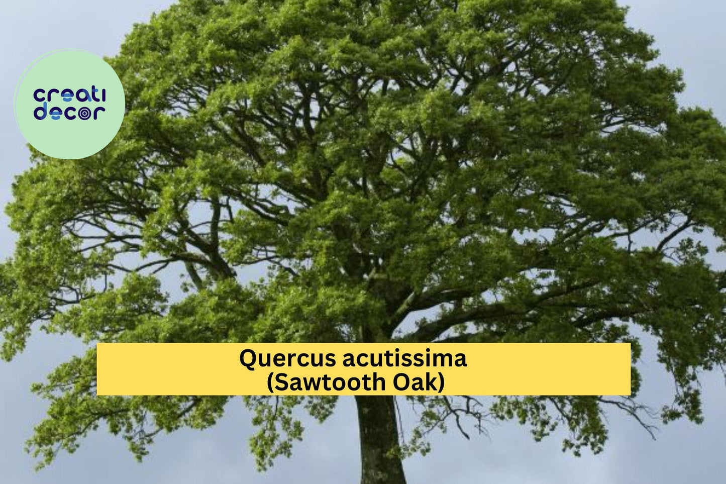 Sawtooth Oak Tree Live Plants – Quercus acutissima – 12-24 Inch Bare Root Saplings for Landscaping, Wildlife Habitat, Shade