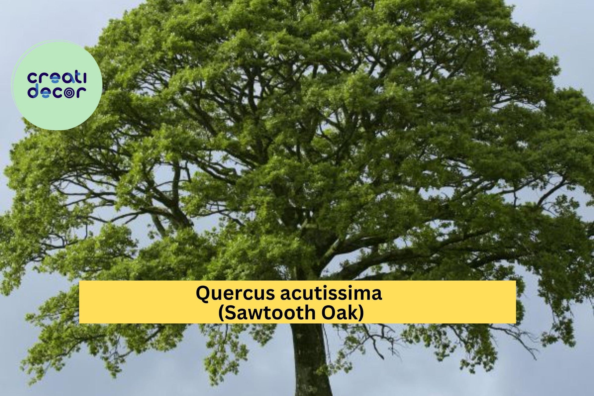 Sawtooth Oak Tree Live Plants – Quercus acutissima – 12-24 Inch Bare Root Saplings for Landscaping, Wildlife Habitat, Shade