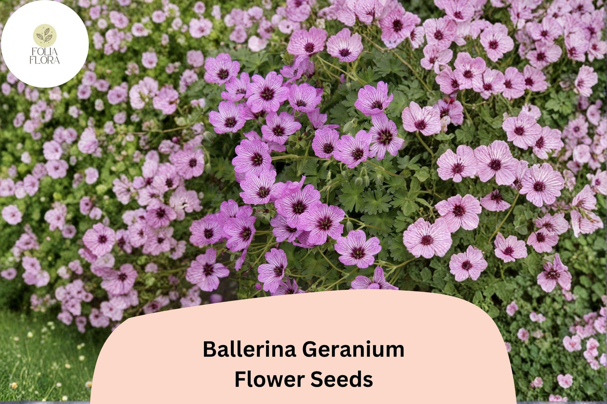 25+ Ballerina Geranium Seeds | Purple Hardy Cranesbill Perennial Ground Cover | Geranium sanguineum 'Ballerina'