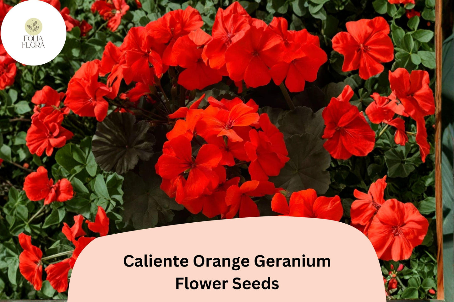 25+ Caliente Orange Geranium Seeds | Bright Orange Zonal Ivy Hybrid Pelargonium × hortorum for Garden & Hanging Baskets