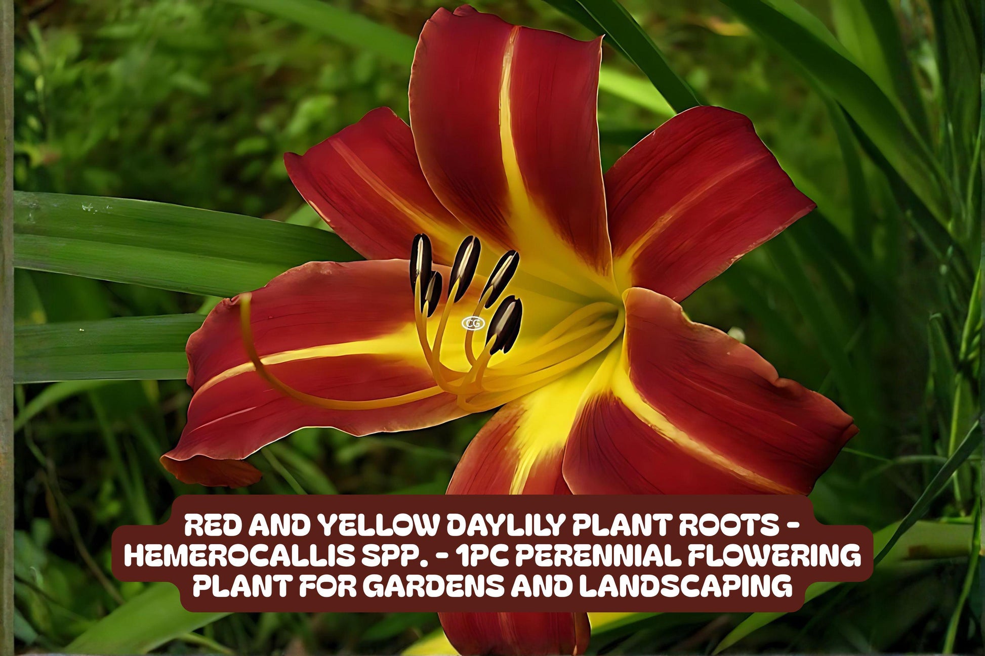 Red and Yellow Daylily Plant Roots – Perennial Garden Flower, Hemerocallis, Bright Colorful Bloom, Pollinator Attracting, Easy to Grow