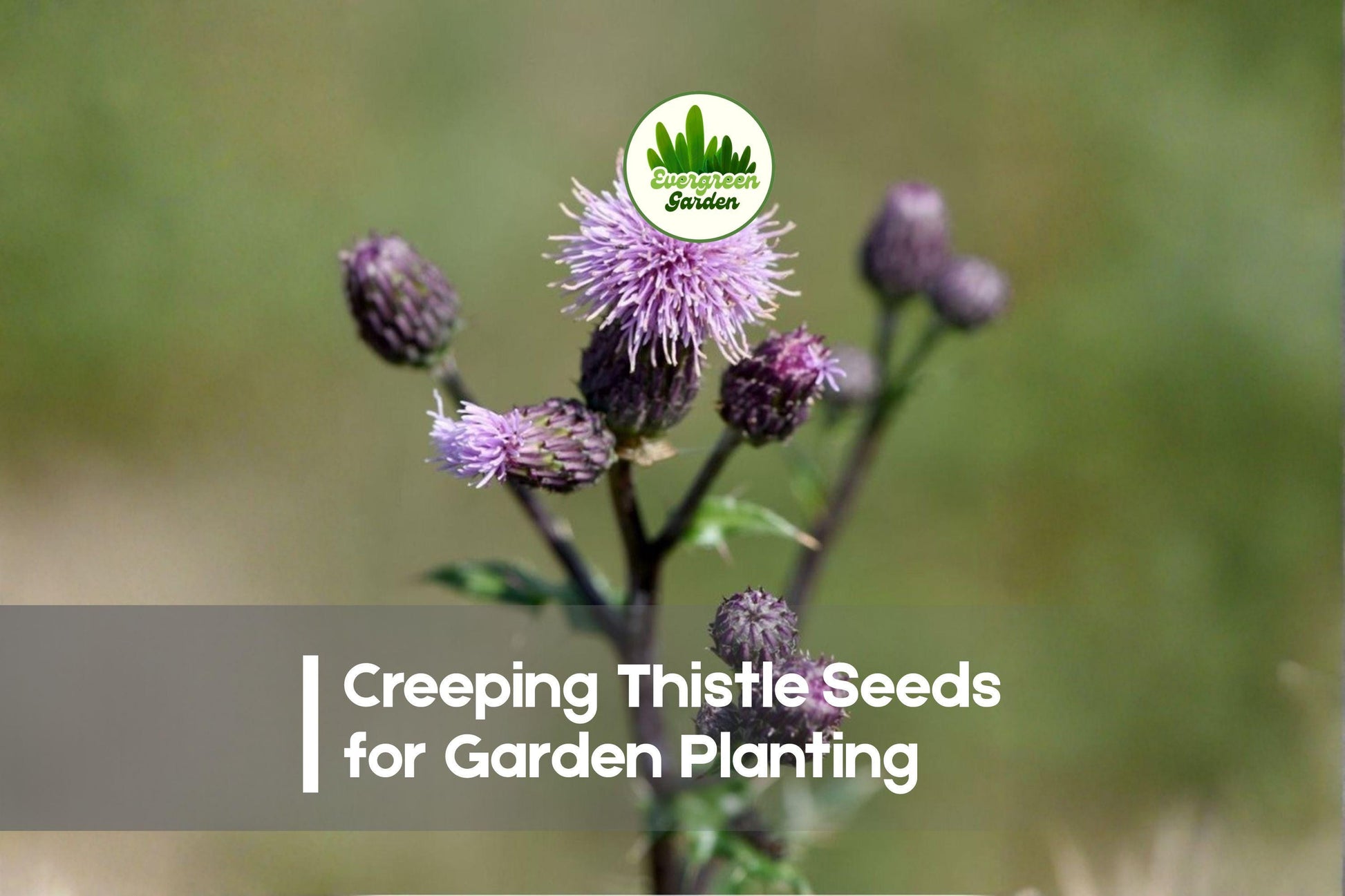 200+ Creeping Thistle Seeds - Wildflower, Purple Lavender, Pollinator-Friendly, Cirsium arvense