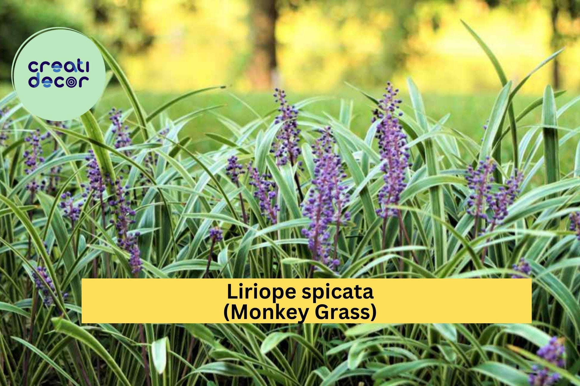 Liriope spicata Monkey Grass Bare Root Plants – Big Blue Clumping Evergreen Ground Cover for Landscaping Zones 5–10