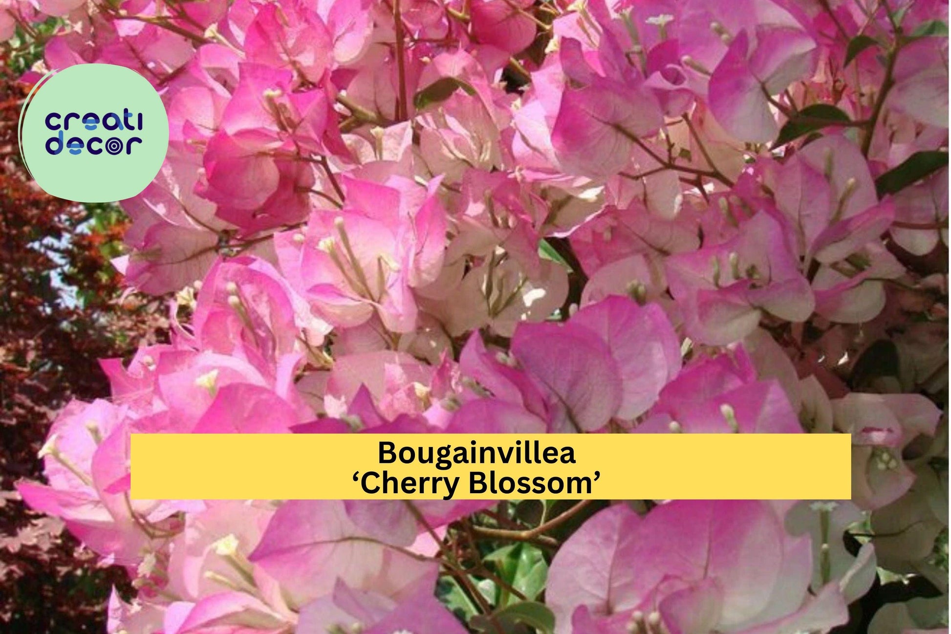 Bougainvillea ‘Cherry Blossom’ Live Plant in 4” Pot – Pink Flowering Tropical Vine for Garden Zones 9–11