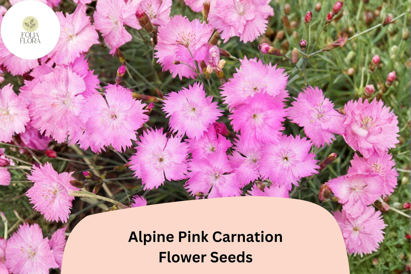 Alpine Pink Carnation Seeds | Fragrant Dianthus alpinus | Perennial Pink Flower Seeds for Rock Gardens & Borders