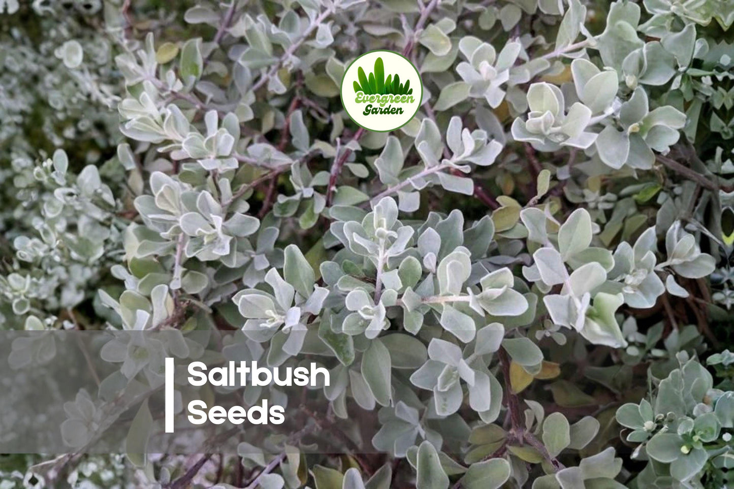 50 Saltbush Seeds - Drought-Tolerant Ornamental Shrub with Silvery Green Foliage, Atriplex spp.