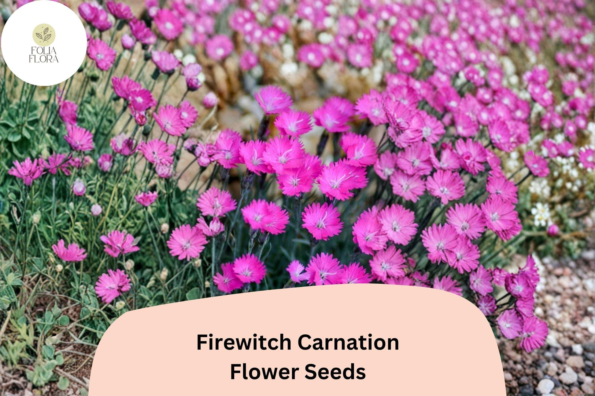 200+ Firewitch Carnation Seeds – Fragrant Pink Blooms, Hardy Perennial Dianthus gratianopolitanus for Borders & Rock Gardens