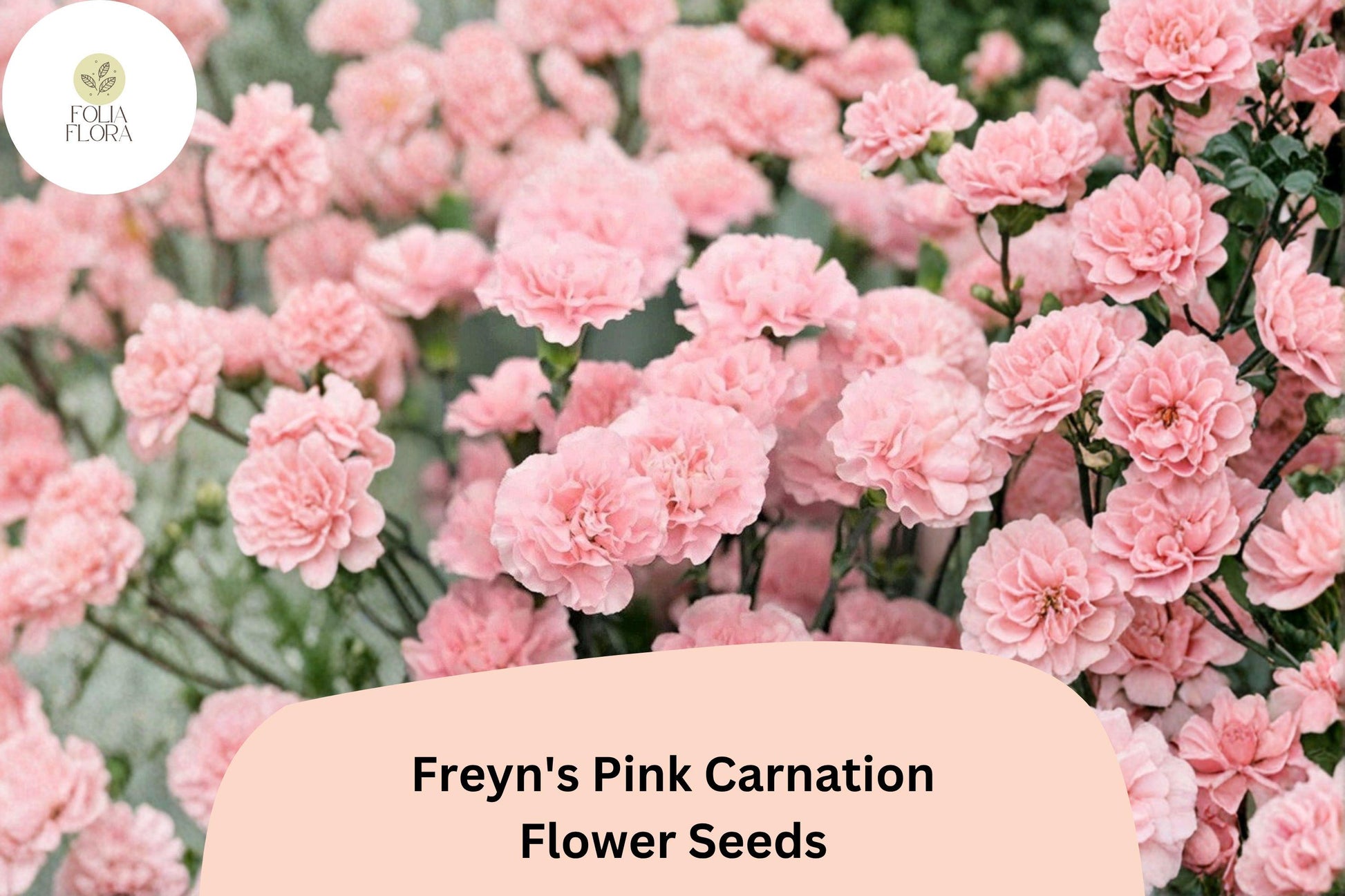 200+ Freyn’s Pink Carnation Seeds | Fragrant Pink Dianthus freynii Perennial Flowers for Borders & Containers