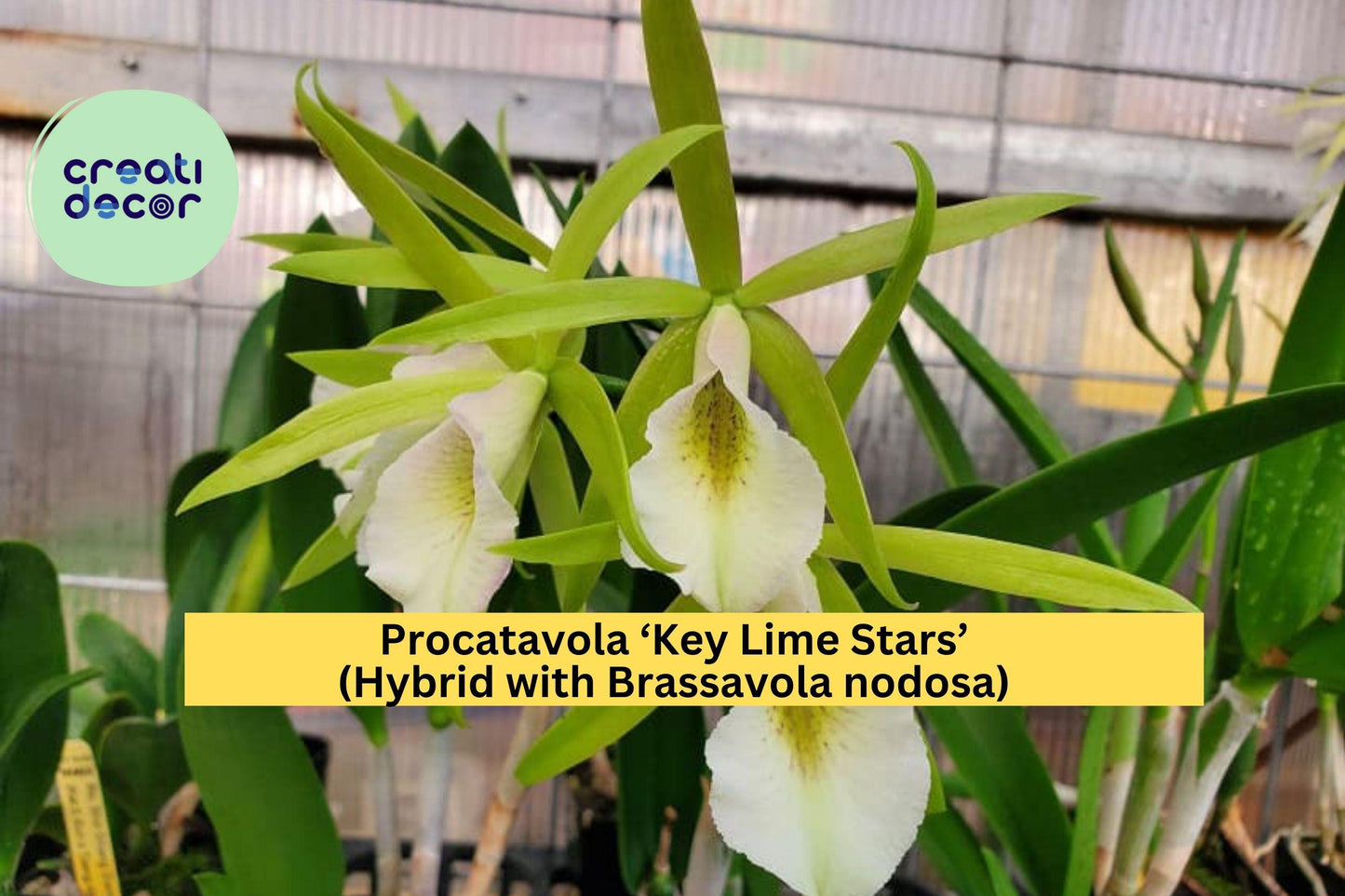 Procatavola Key Lime Stars Orchid – Bare Root Hybrid with Fragrant Lime-Green Blooms, Easy-Care Epiphytic Orchid