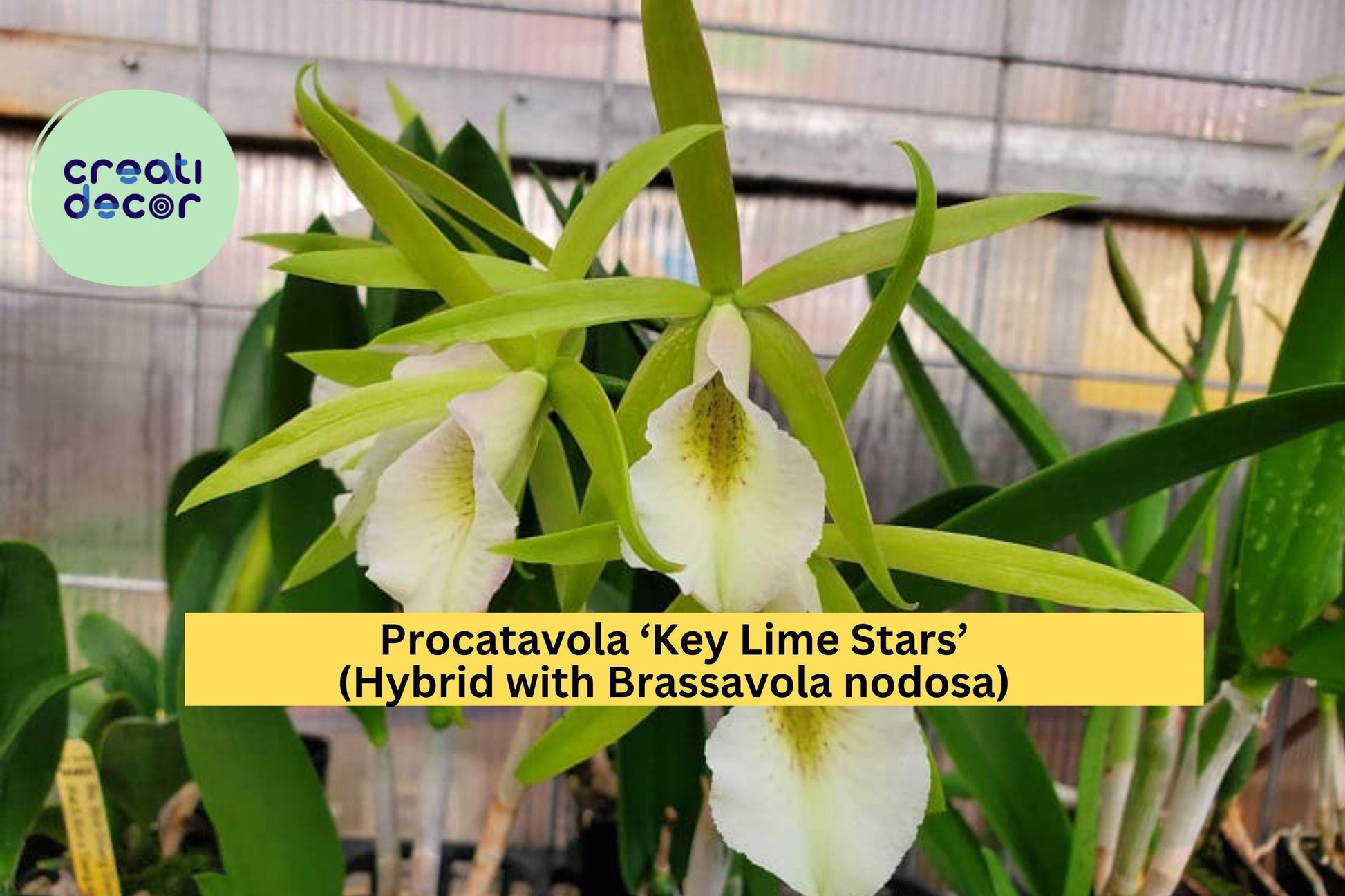 Procatavola Key Lime Stars Orchid – Bare Root Hybrid with Fragrant Lime-Green Blooms, Easy-Care Epiphytic Orchid