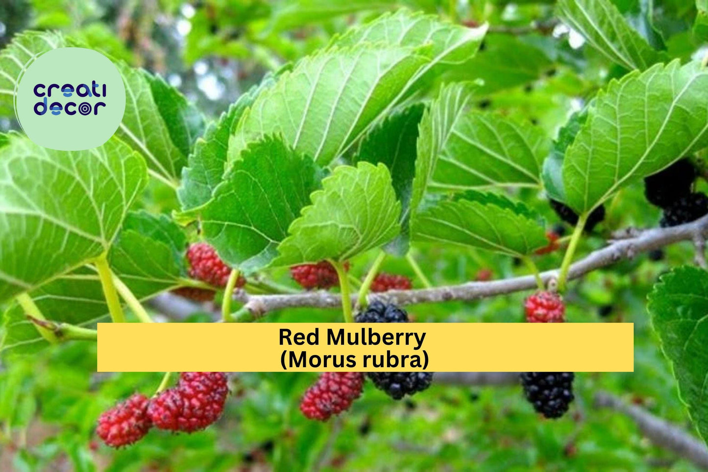 Red Mulberry Tree Live Plant – Morus rubra, Edible Native Fruit Tree for Orchards & Wildlife Gardens, Zones 4-9